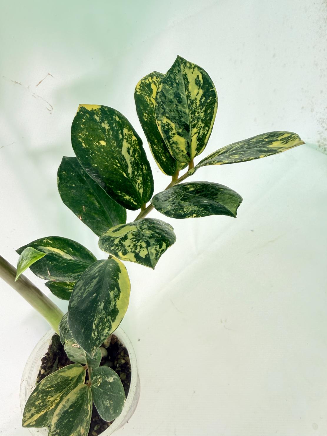 Zamiokulcas Zamiifolia Variegata 04