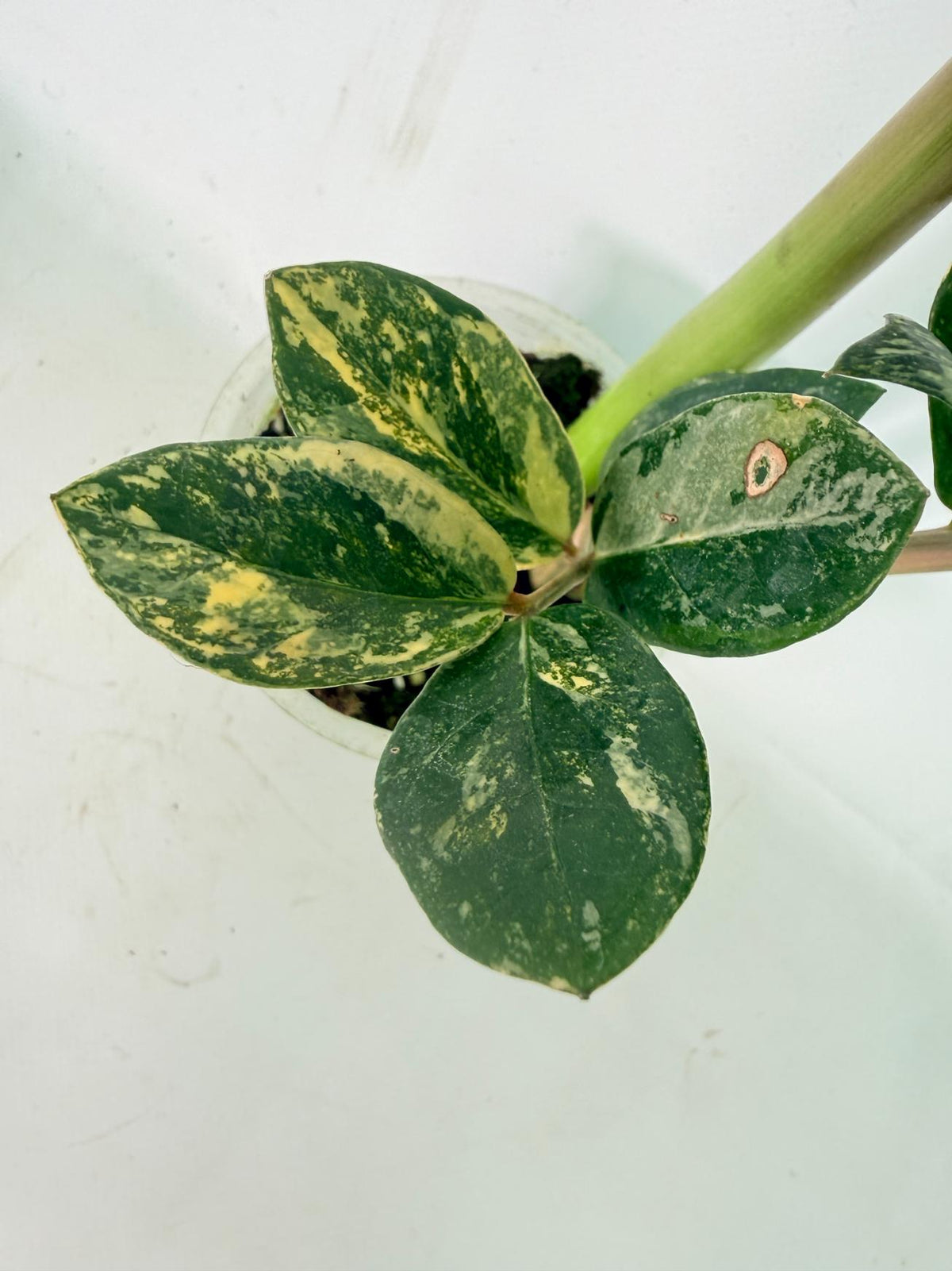 Zamiokulcas Zamiifolia Variegata 05