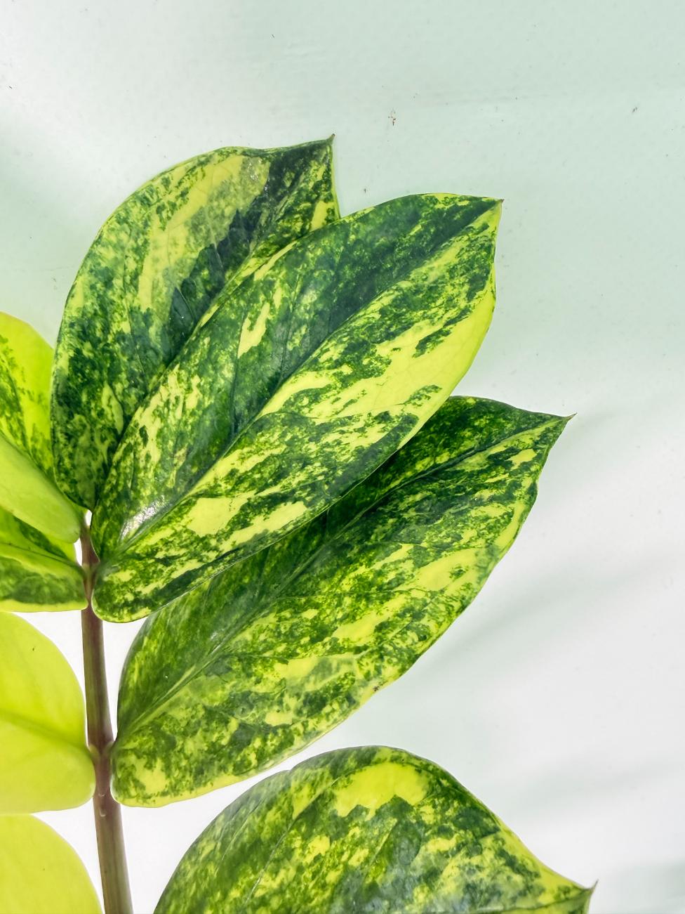 Zamiokulcas Zamiifolia Variegata 06