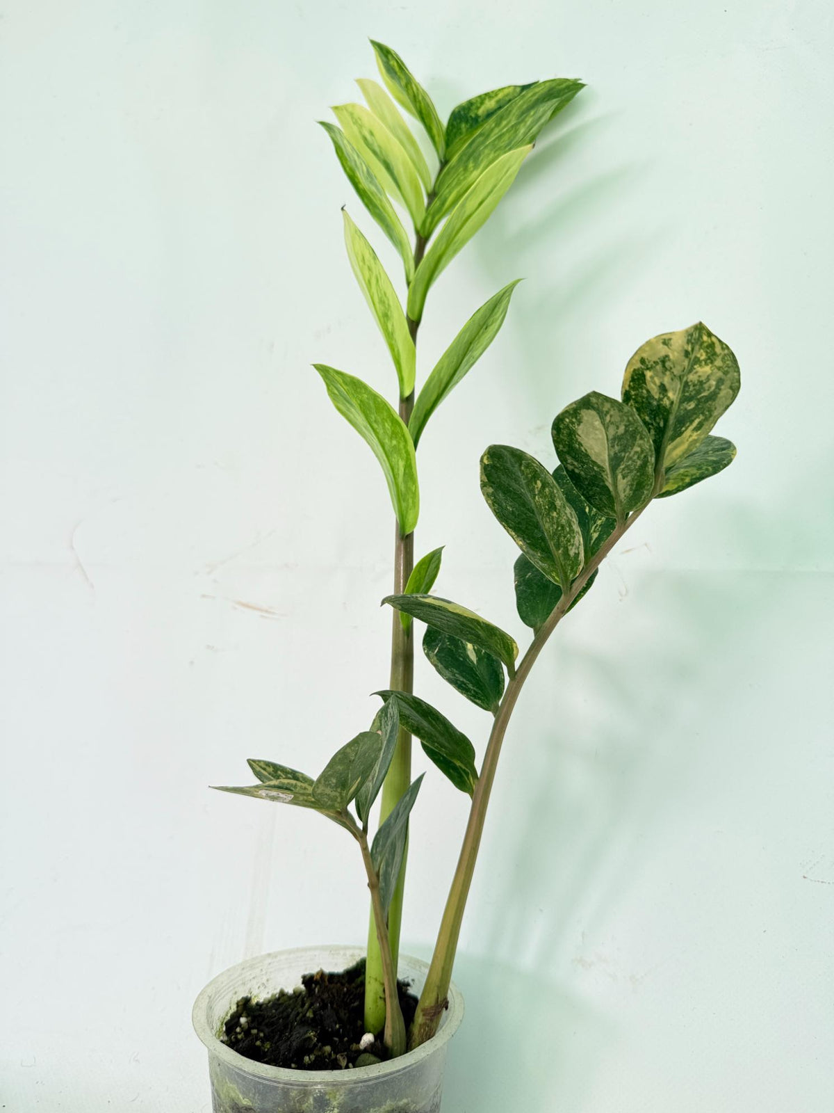 Zamiokulcas Zamiifolia Variegata 07
