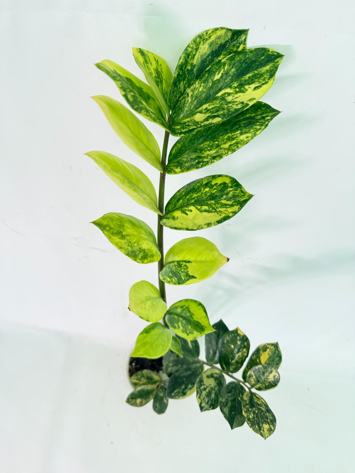 Zamiokulcas Zamiifolia Variegata 08