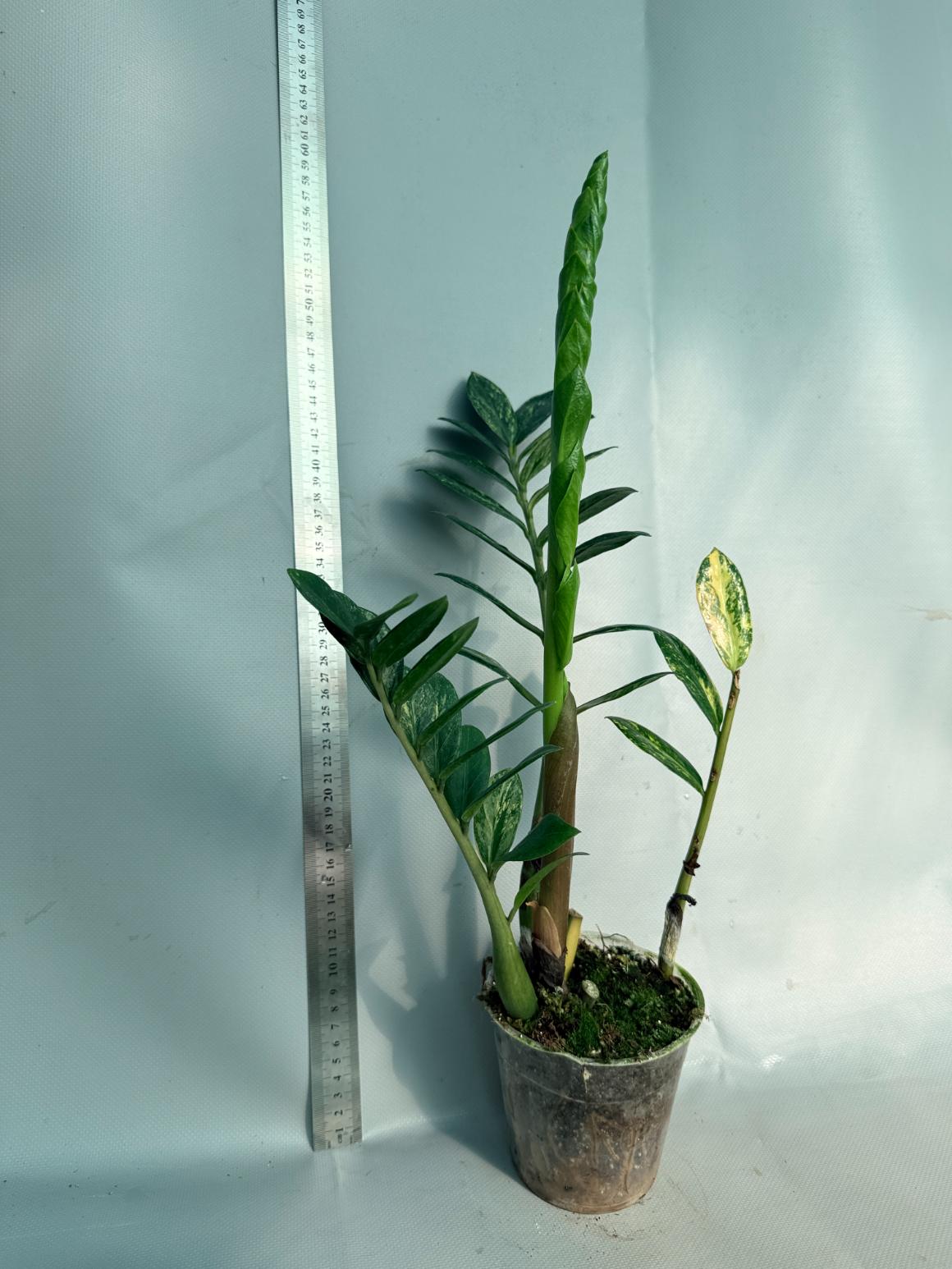 Zamiokulcas Zamiifolia Variegata 3