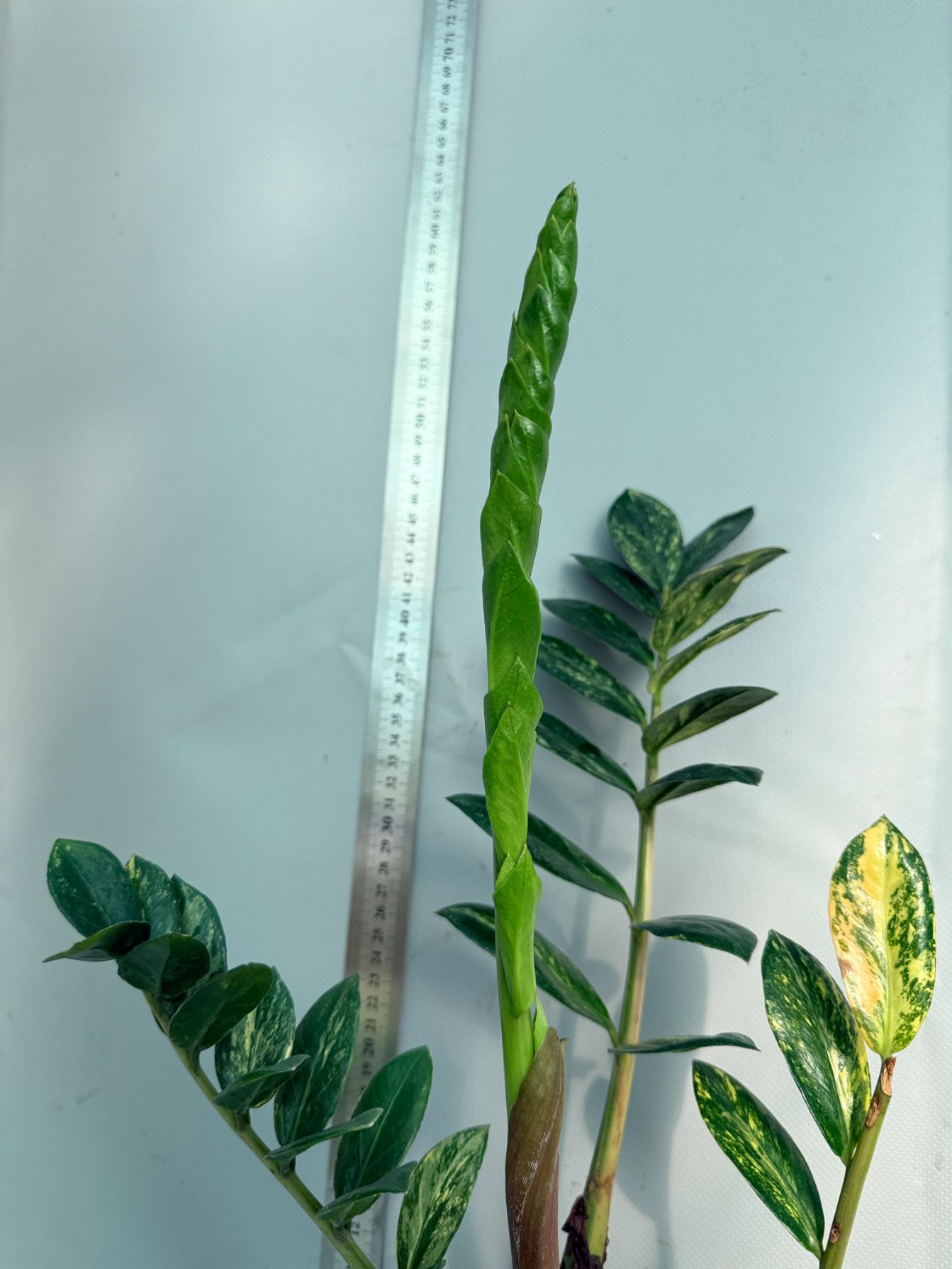 Zamiokulcas Zamiifolia Variegata 5