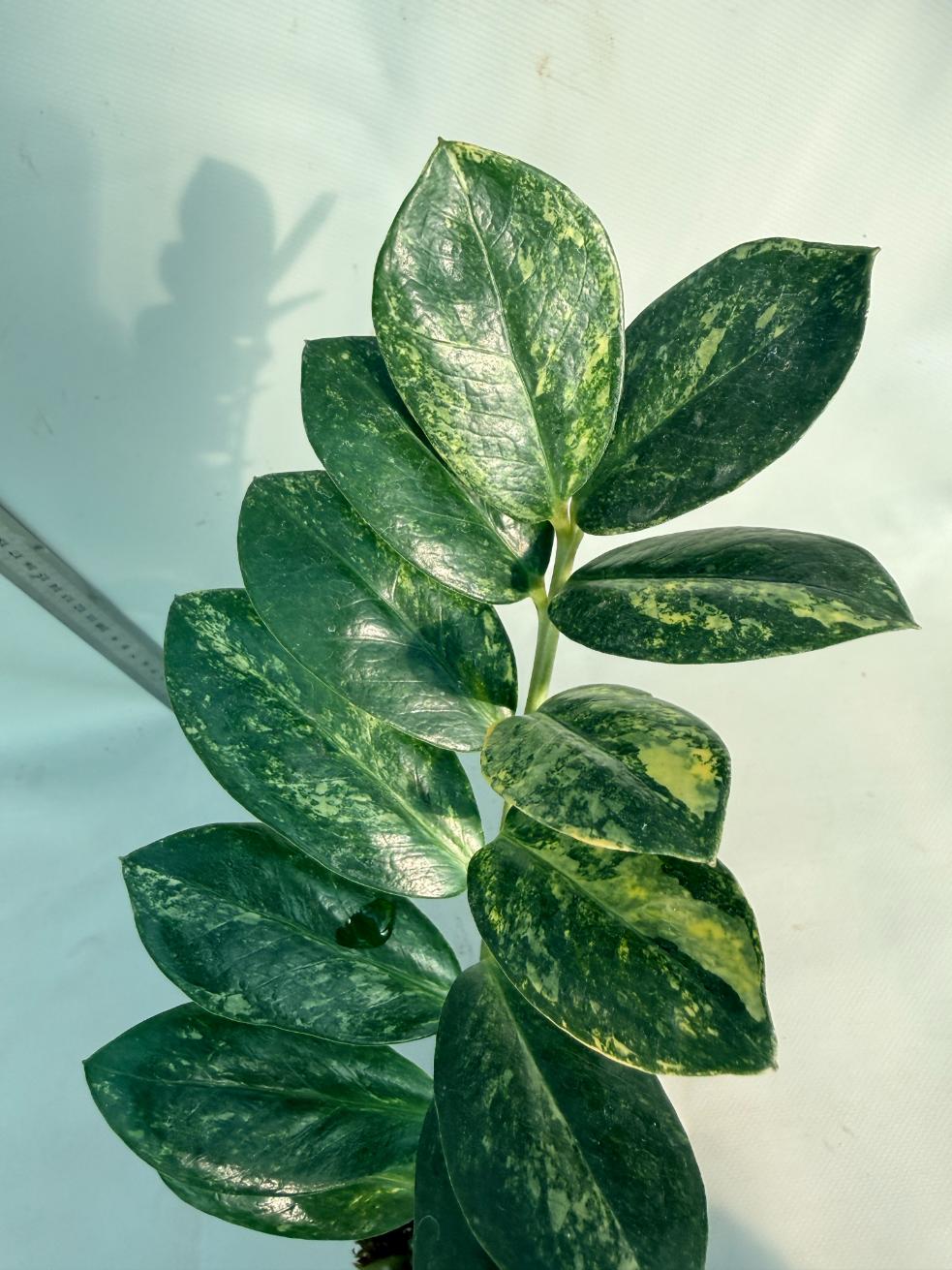 Zamiokulcas Zamiifolia Variegata 2