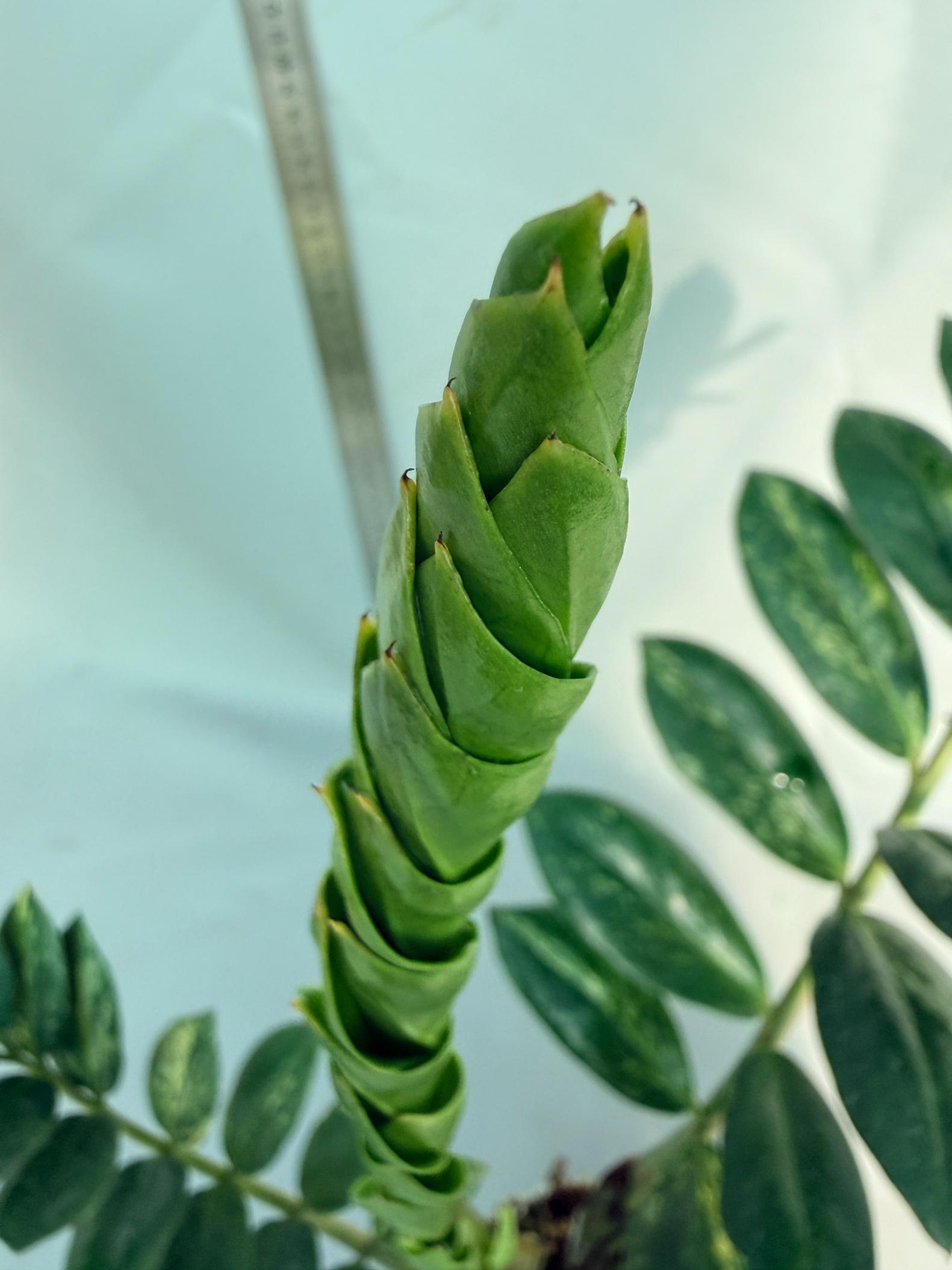 Zamiokulcas Zamiifolia Variegata 6