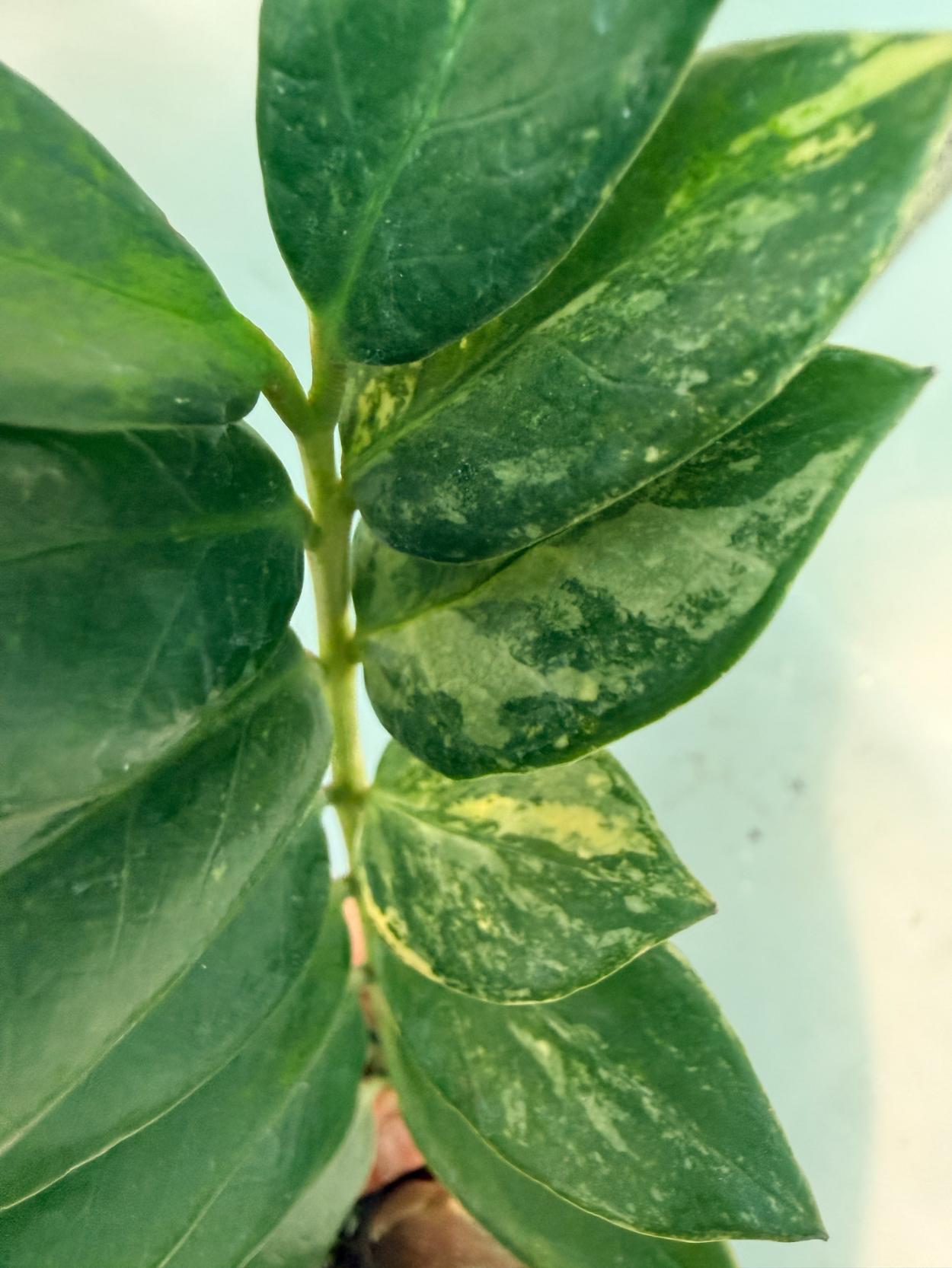 Zamiokulcas Zamiifolia Variegata 7