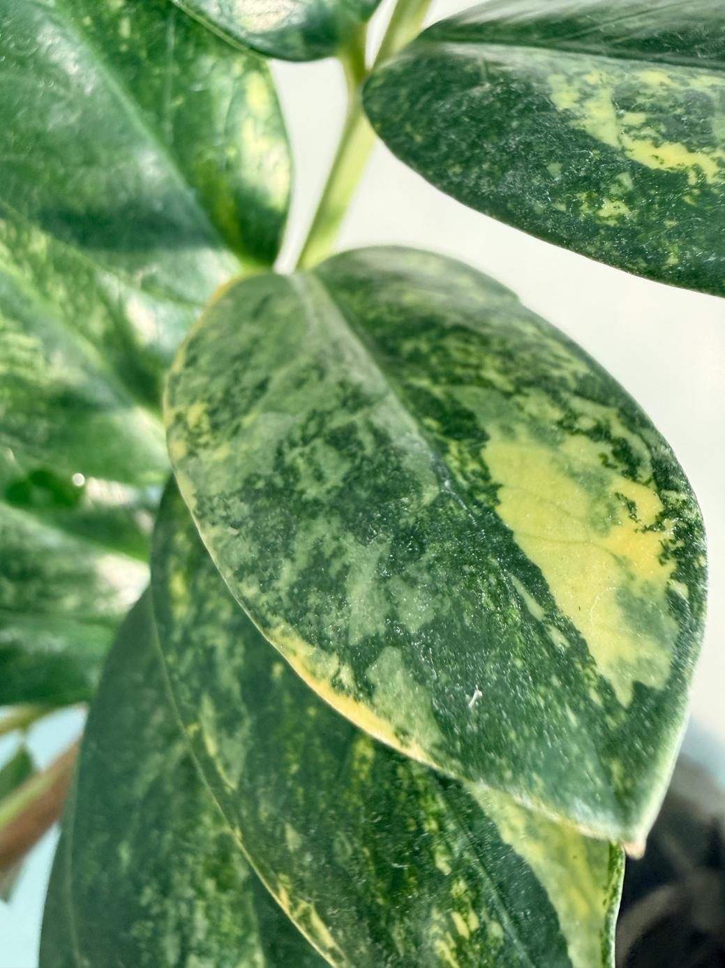 Zamiokulcas Zamiifolia Variegata 4