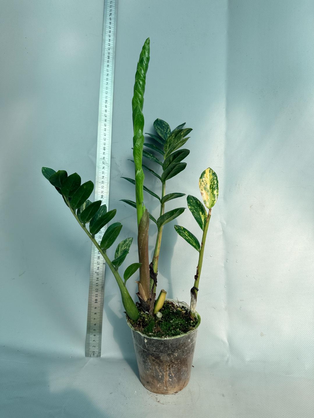 Zamiokulcas Zamiifolia Variegata 1