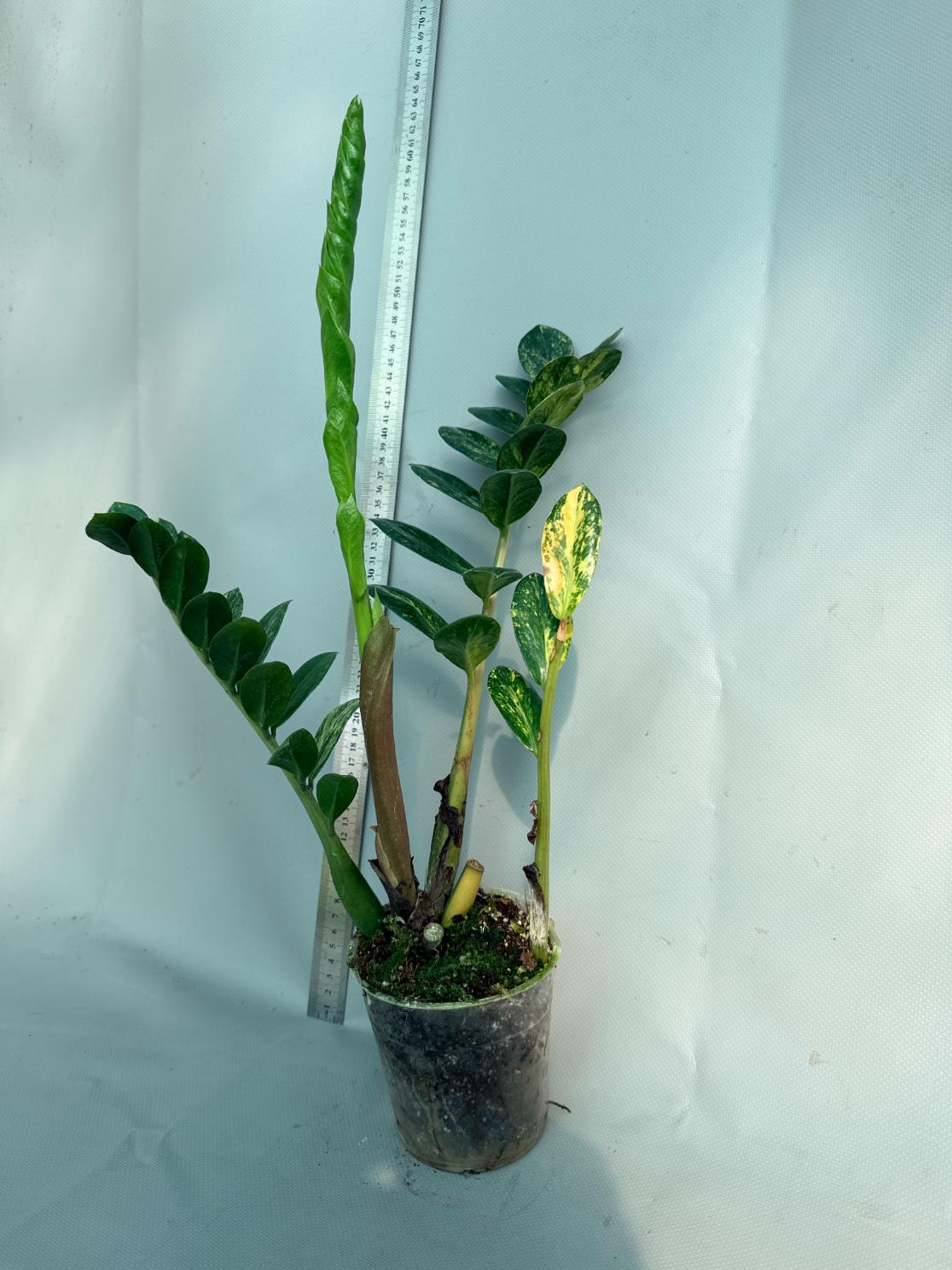 Zamiokulcas Zamiifolia Variegata 8