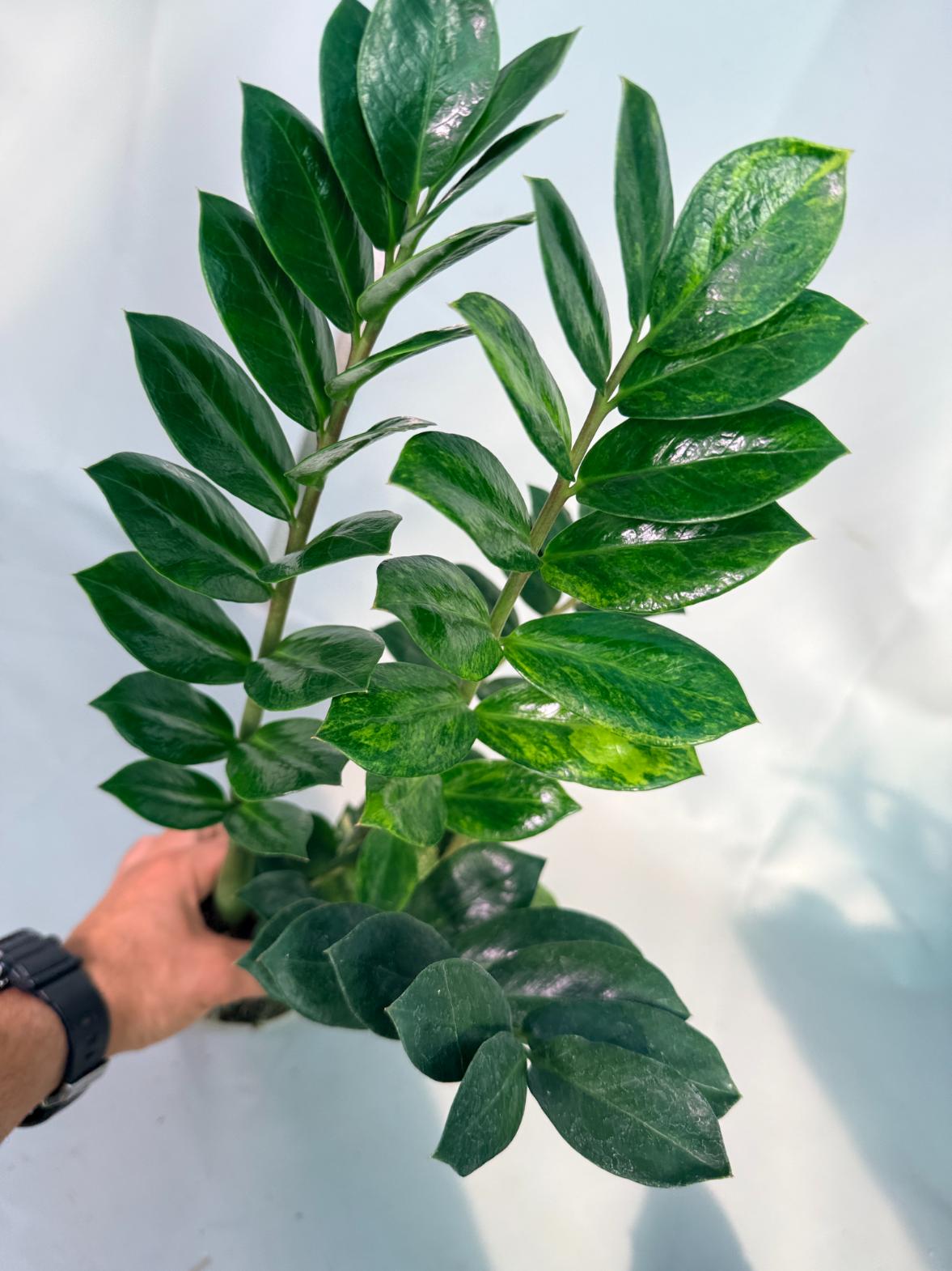 Zamiokulcas Zamiifolia Variegata 1