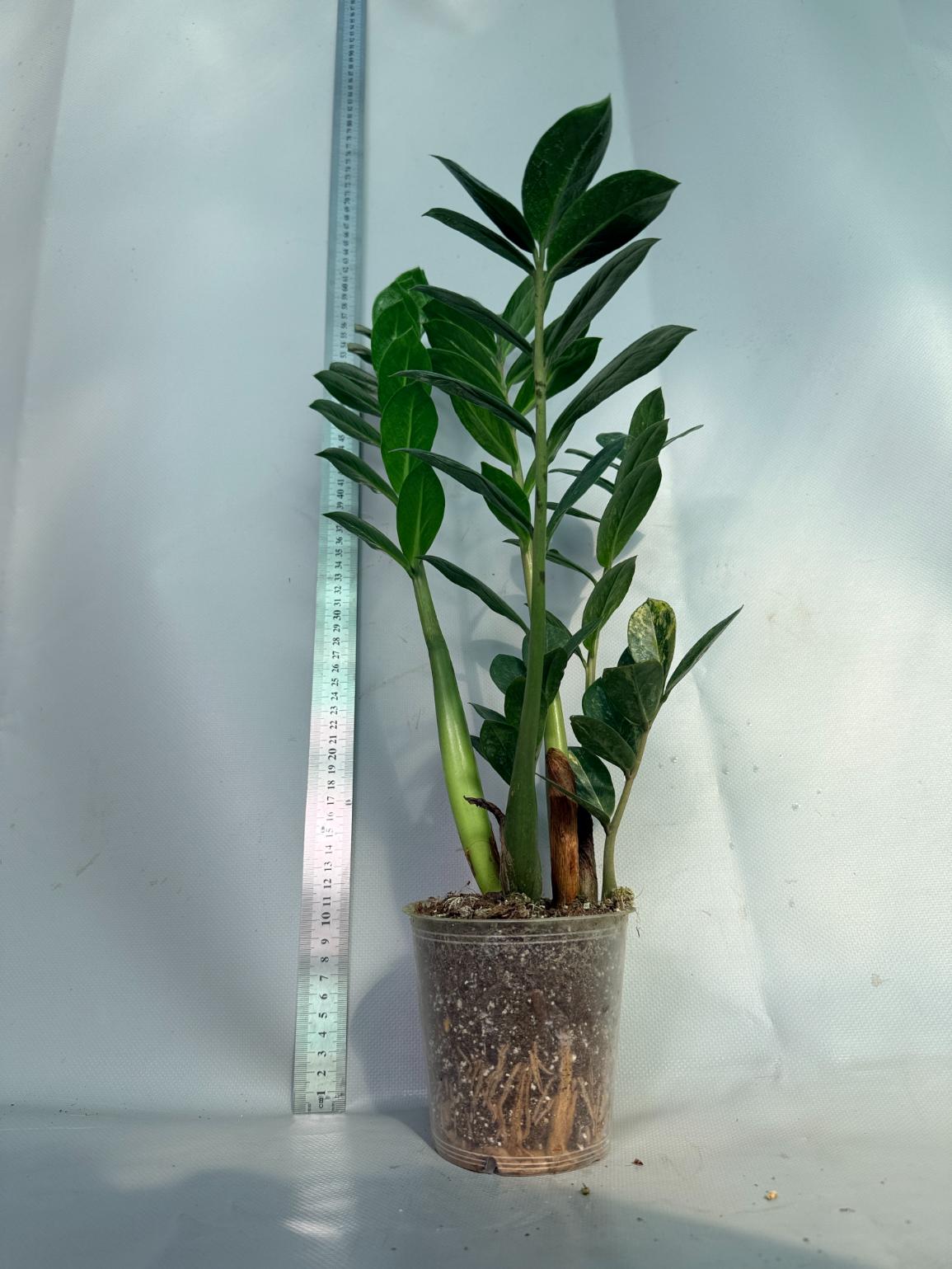 Zamiokulcas Zamiifolia Variegata 2