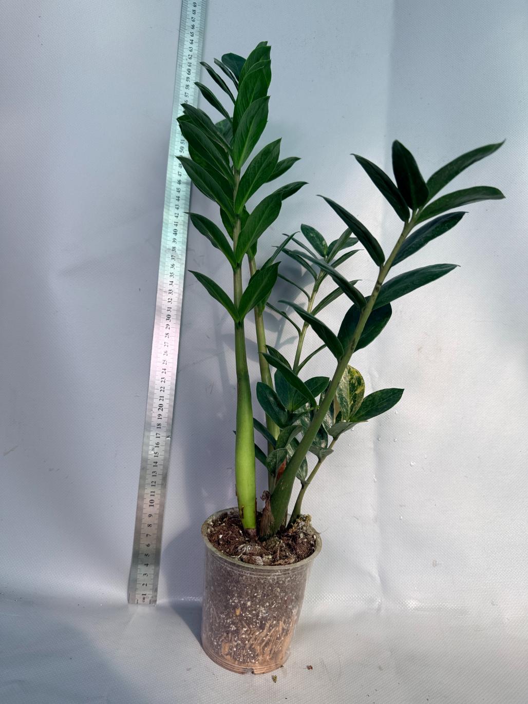 Zamiokulcas Zamiifolia Variegata 3