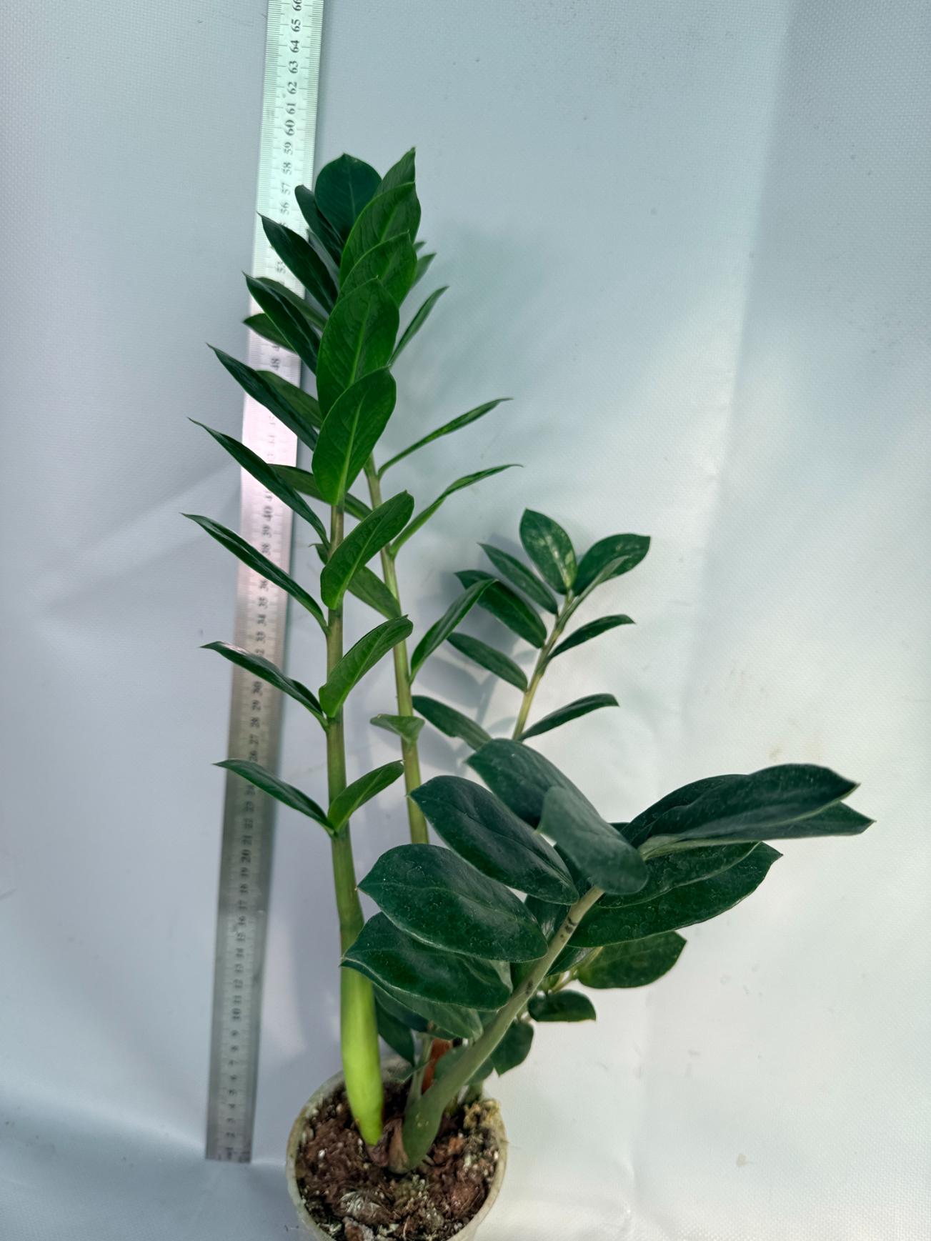 Zamiokulcas Zamiifolia Variegata 4