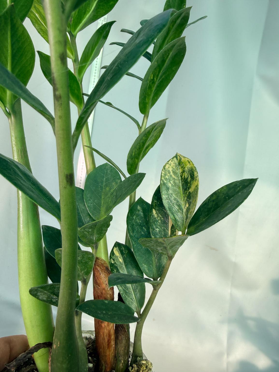Zamiokulcas Zamiifolia Variegata 5