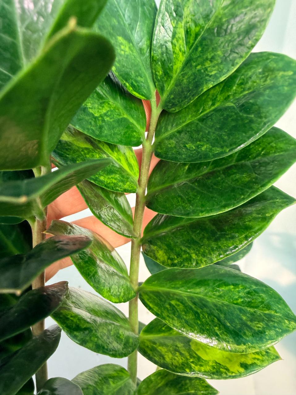 Zamiokulcas Zamiifolia Variegata 6