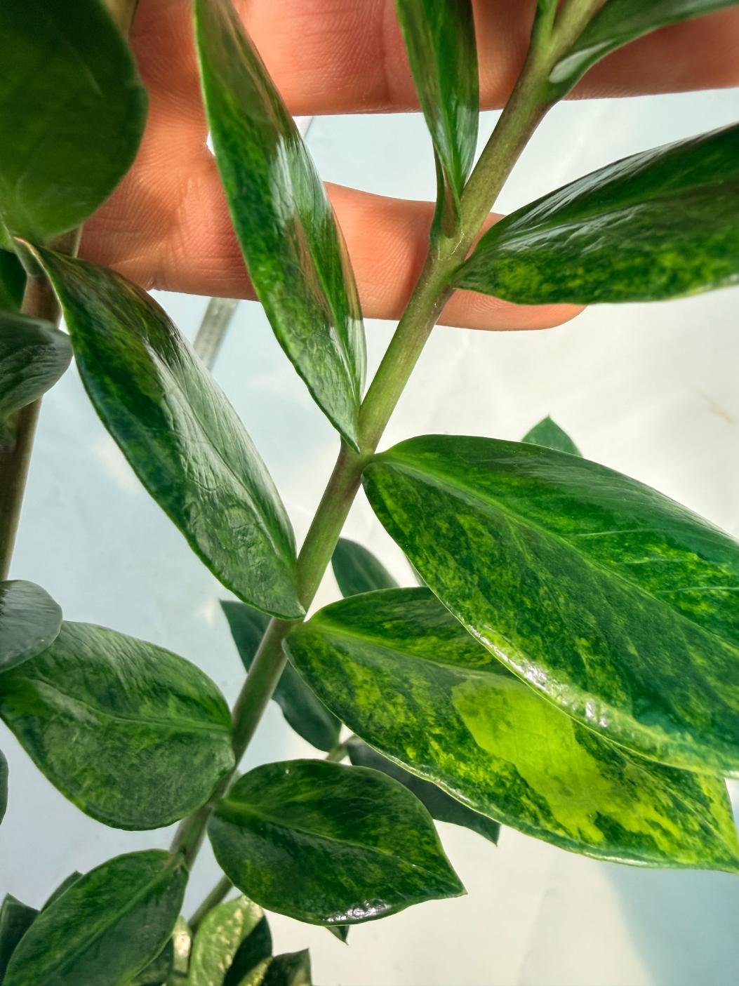 Zamiokulcas Zamiifolia Variegata 7