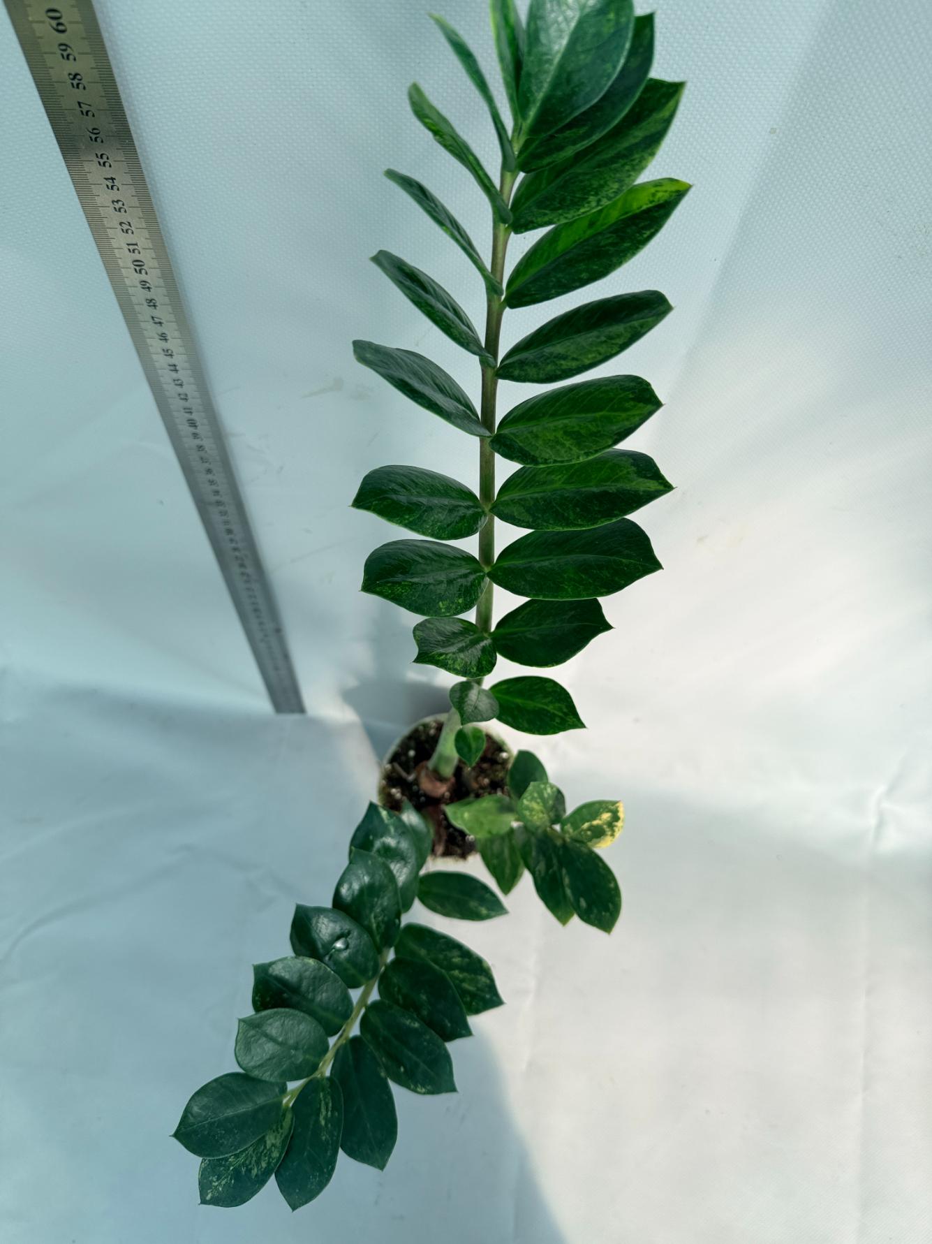 Zamiokulcas Zamiifolia Variegata 8