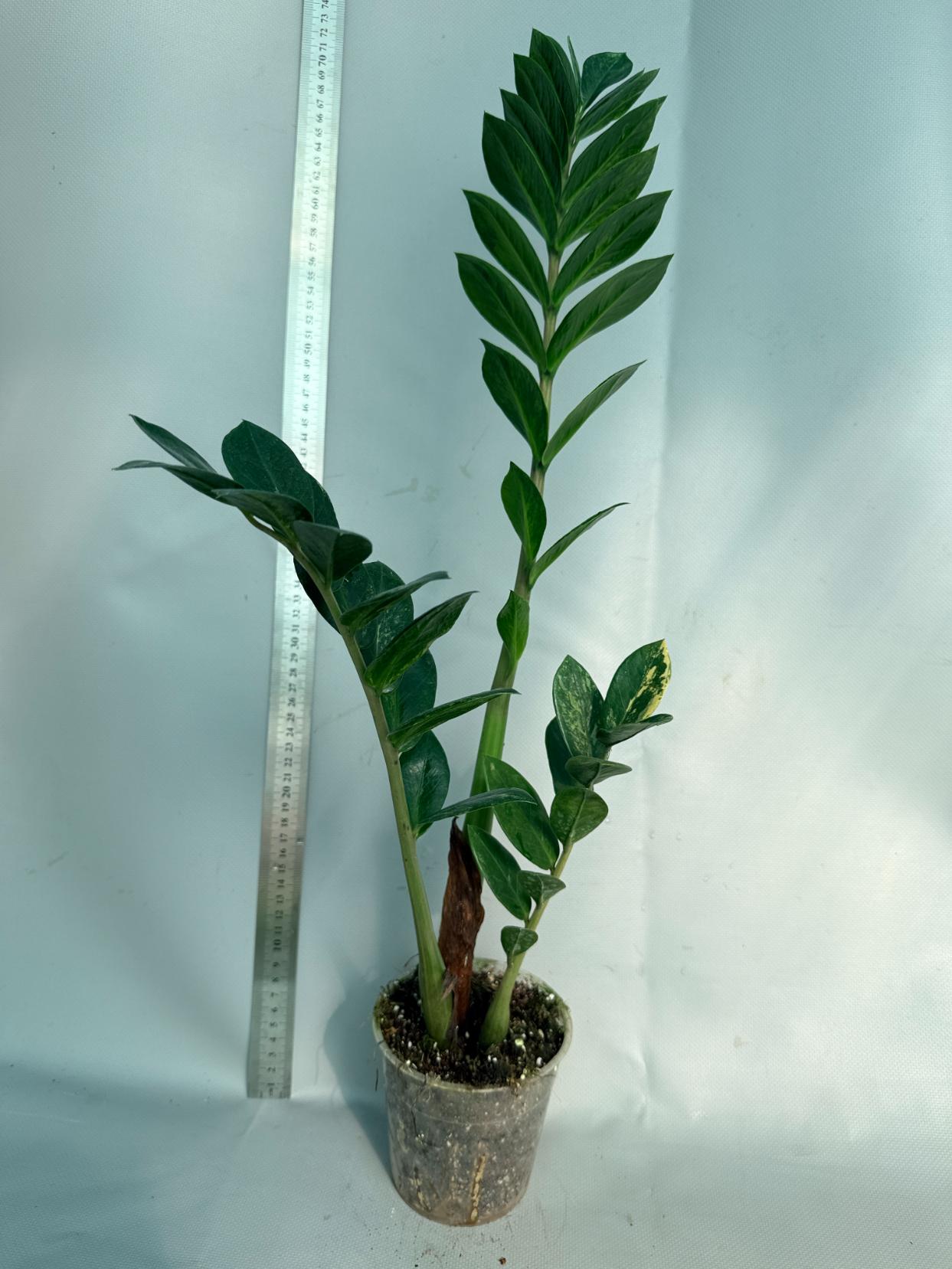 Zamiokulcas Zamiifolia Variegata 1