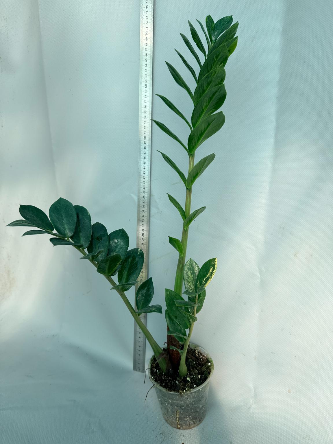 Zamiokulcas Zamiifolia Variegata 3