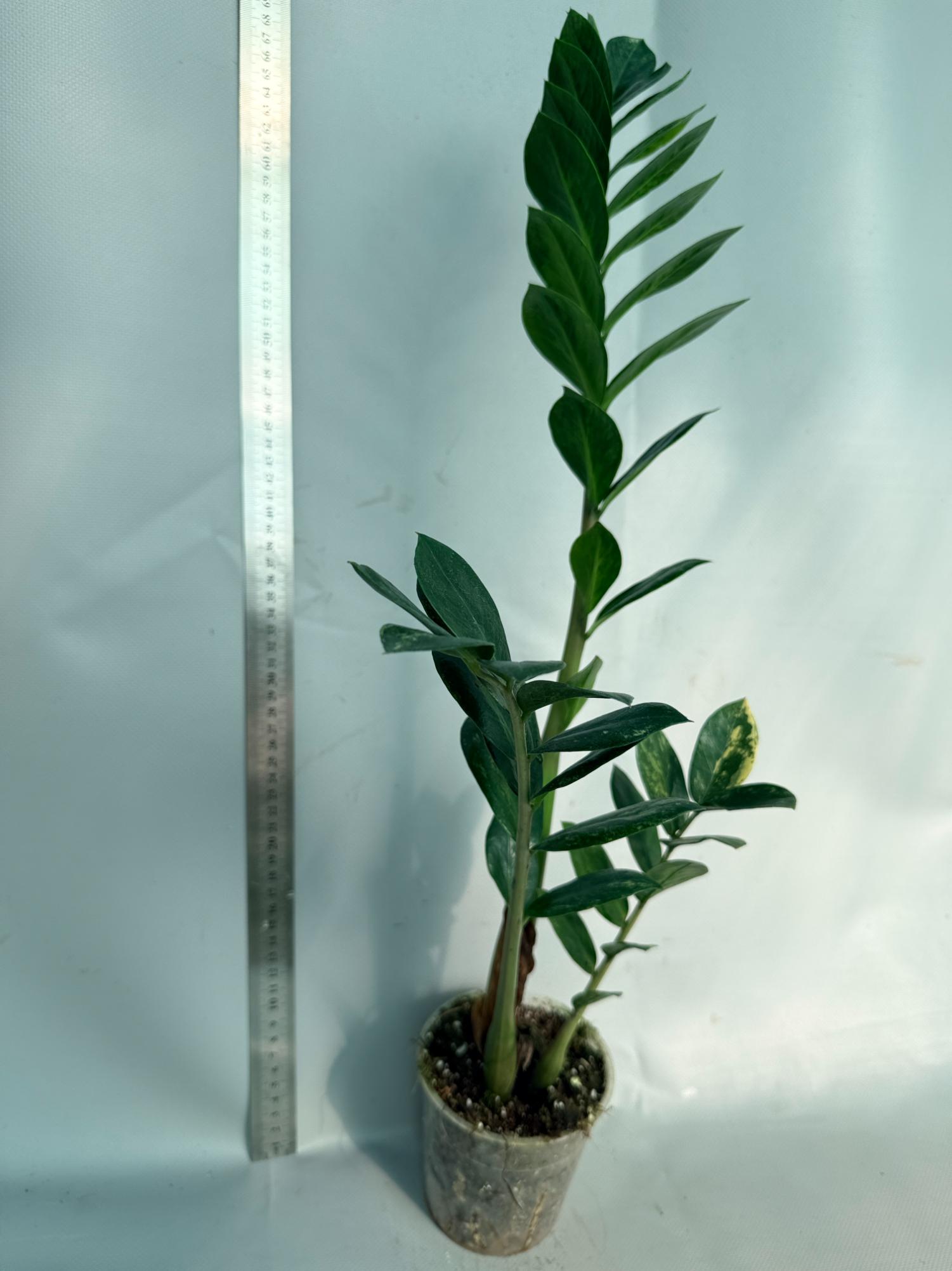 Zamiokulcas Zamiifolia Variegata 6