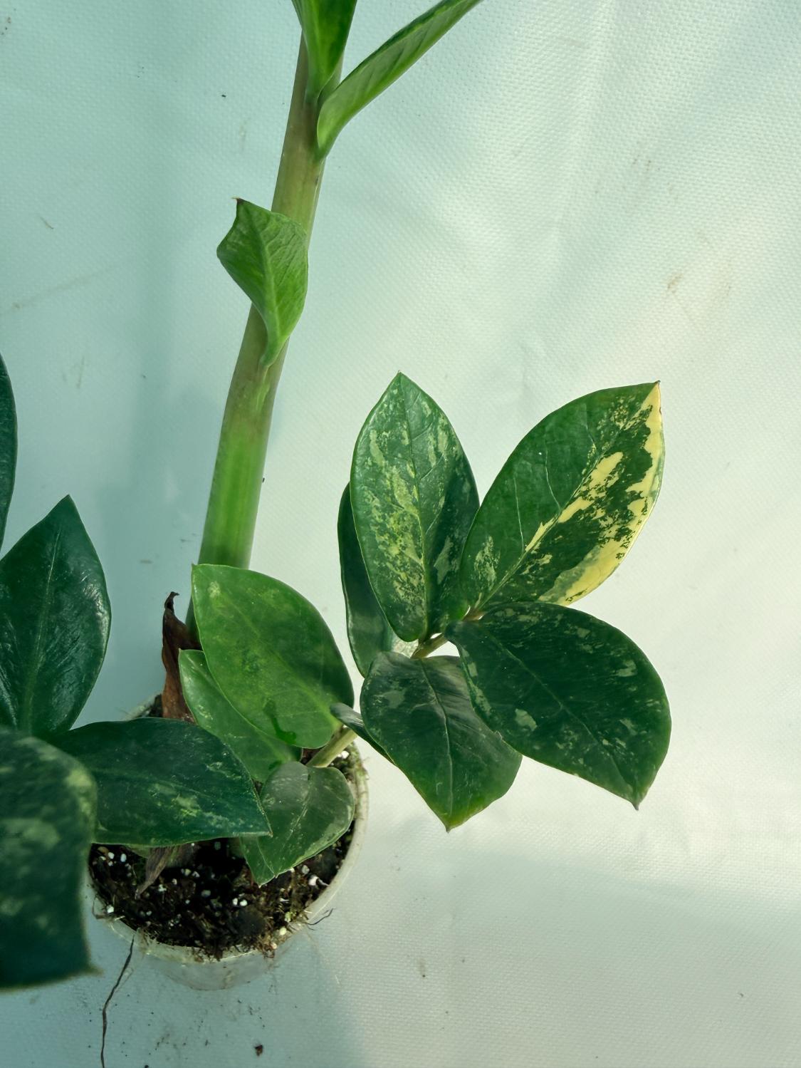 Zamiokulcas Zamiifolia Variegata 5