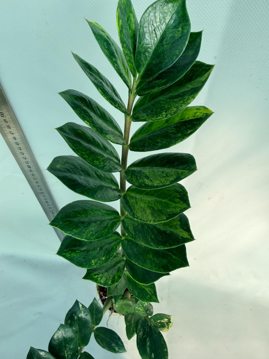 Zamiokulcas Zamiifolia Variegata 7