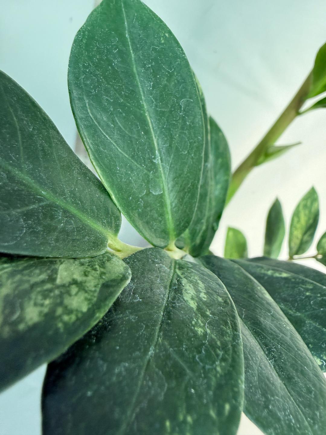 Zamiokulcas Zamiifolia Variegata 4
