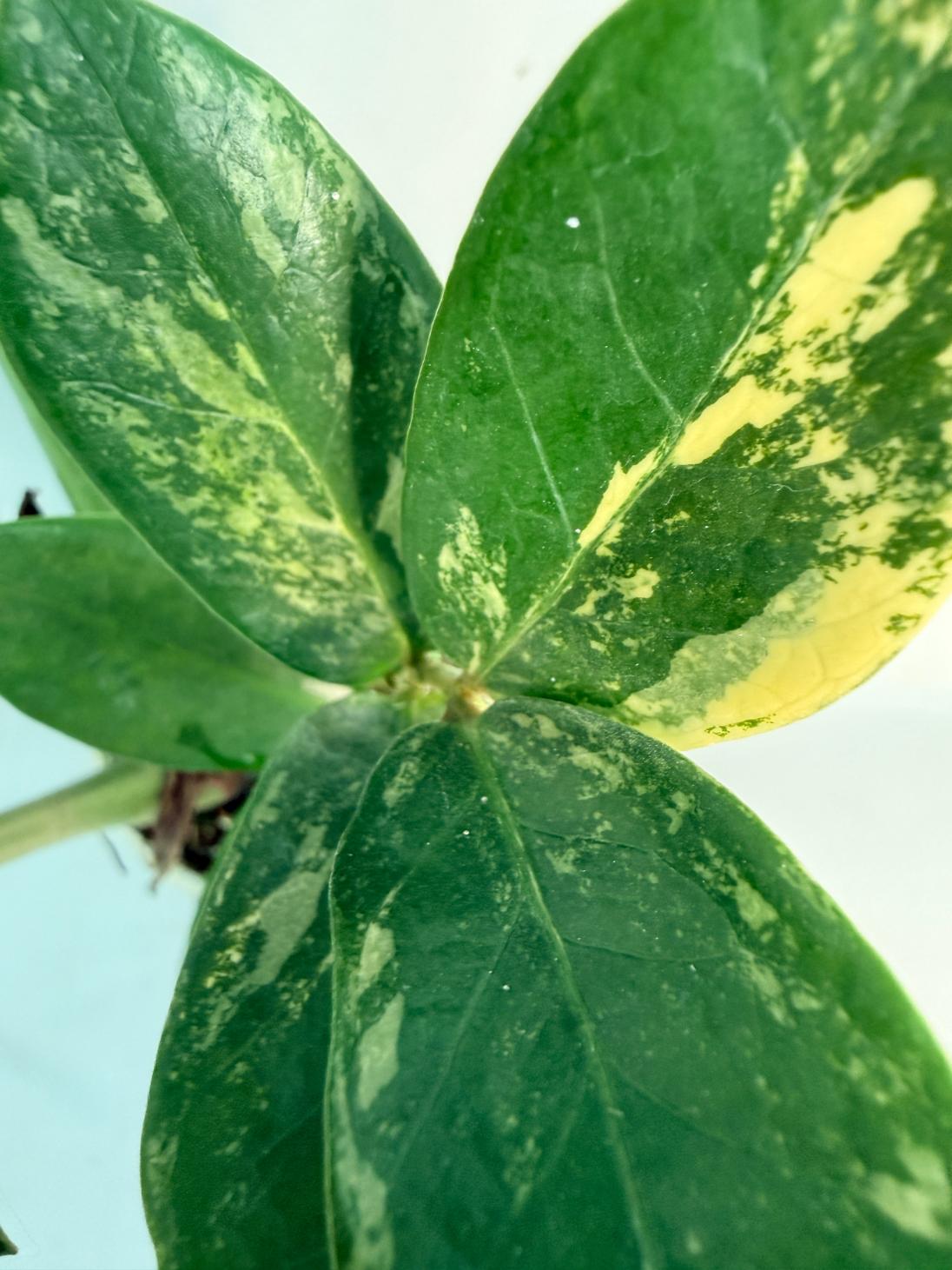Zamiokulcas Zamiifolia Variegata 2