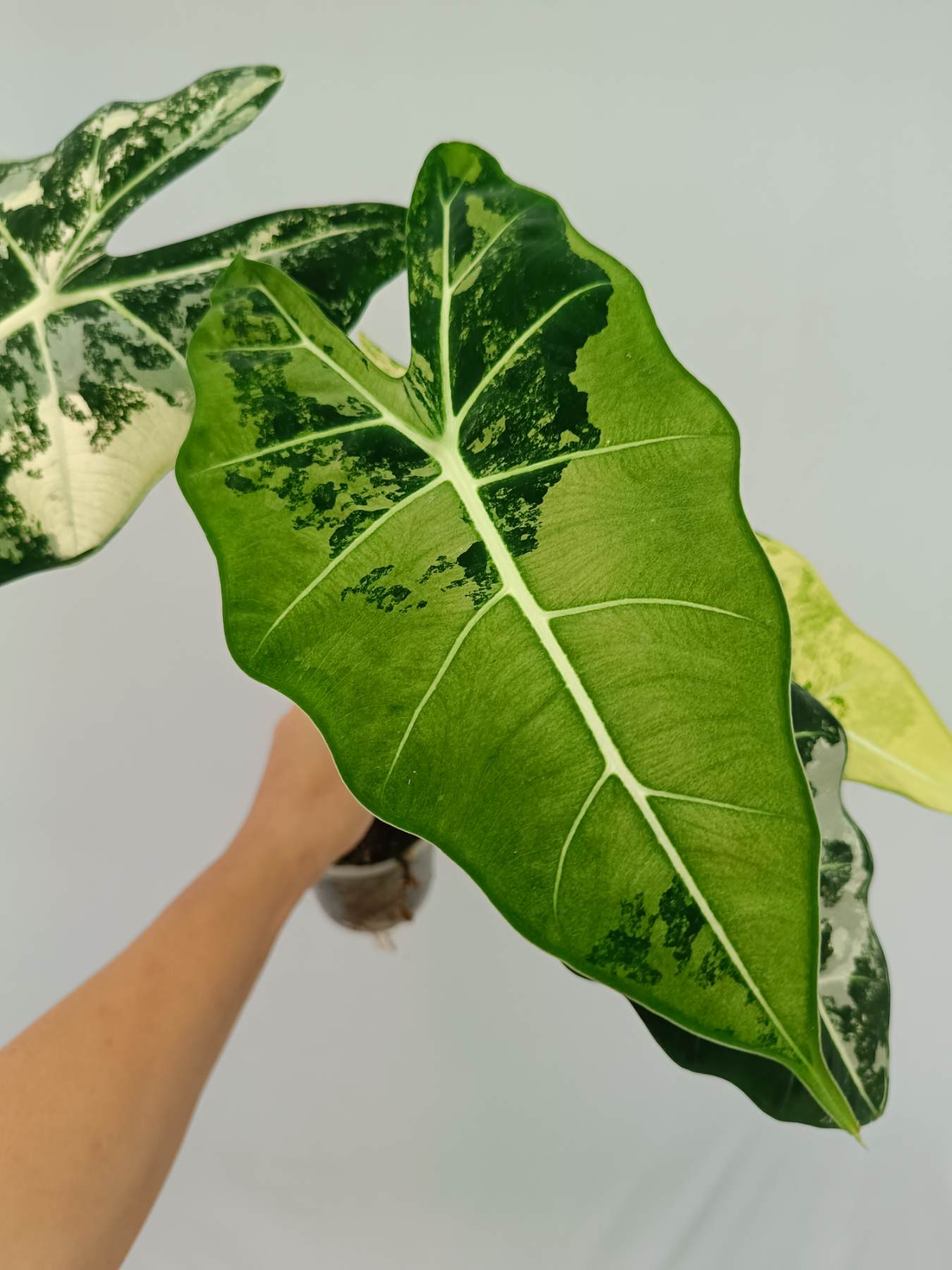 Alocasia Frydek Variegata