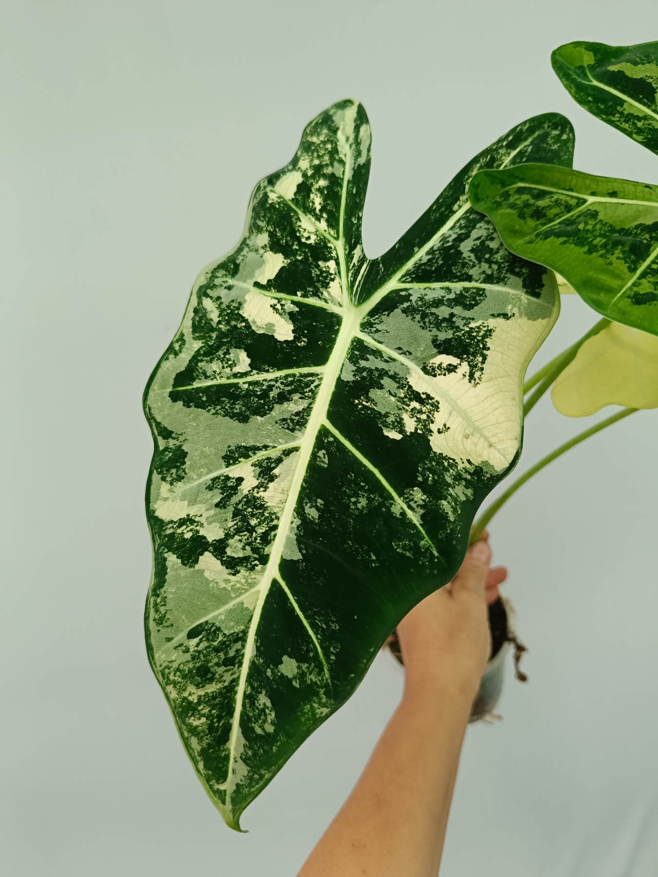 Alocasia Frydek Variegata