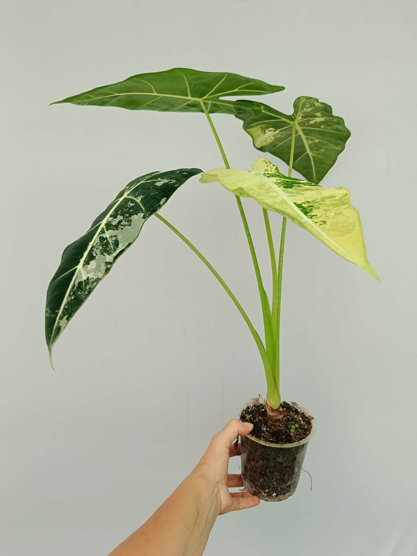 Alocasia Frydek Variegata