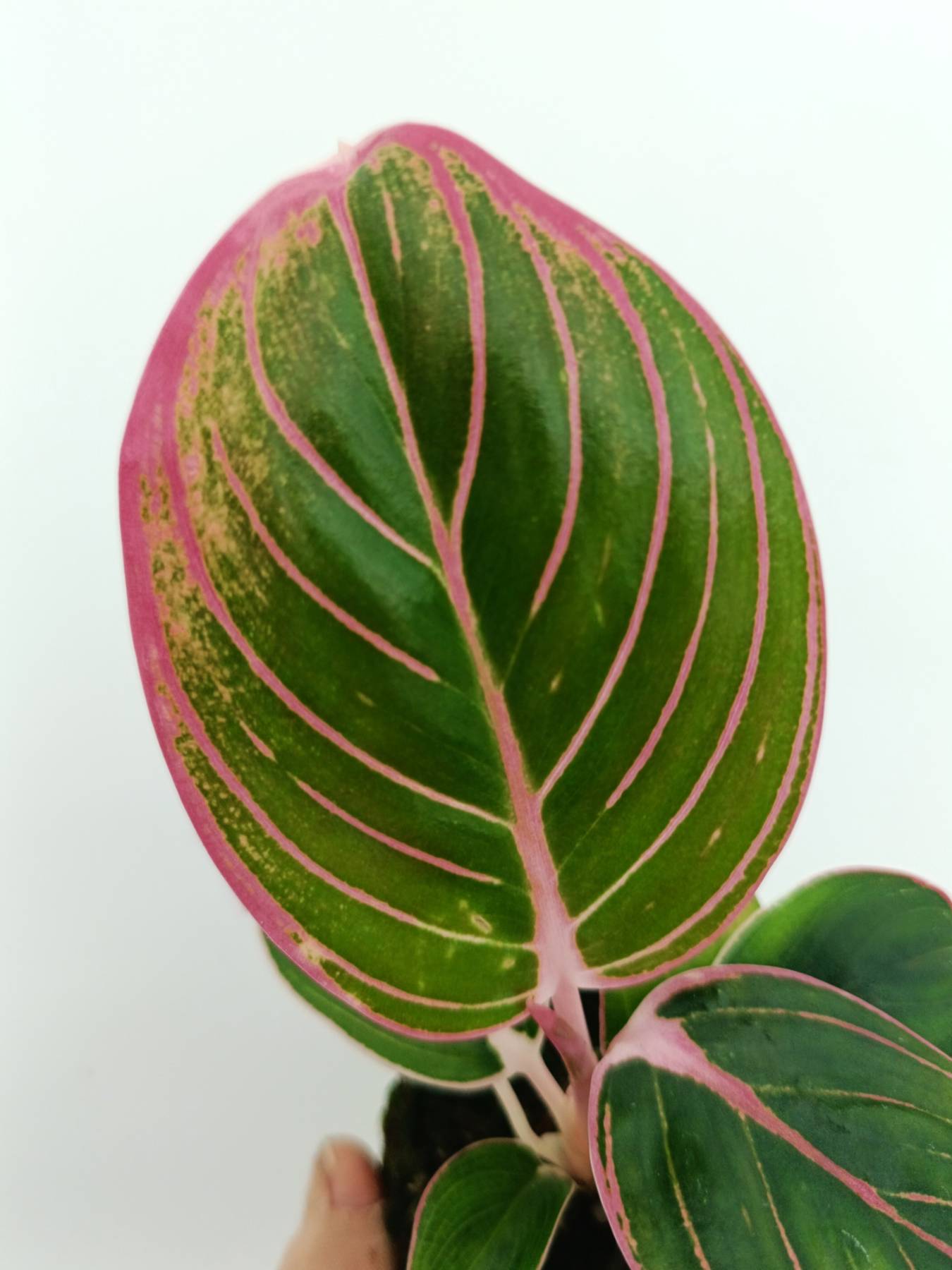 aglaonema lotus delight Aglaonema lotus delight
