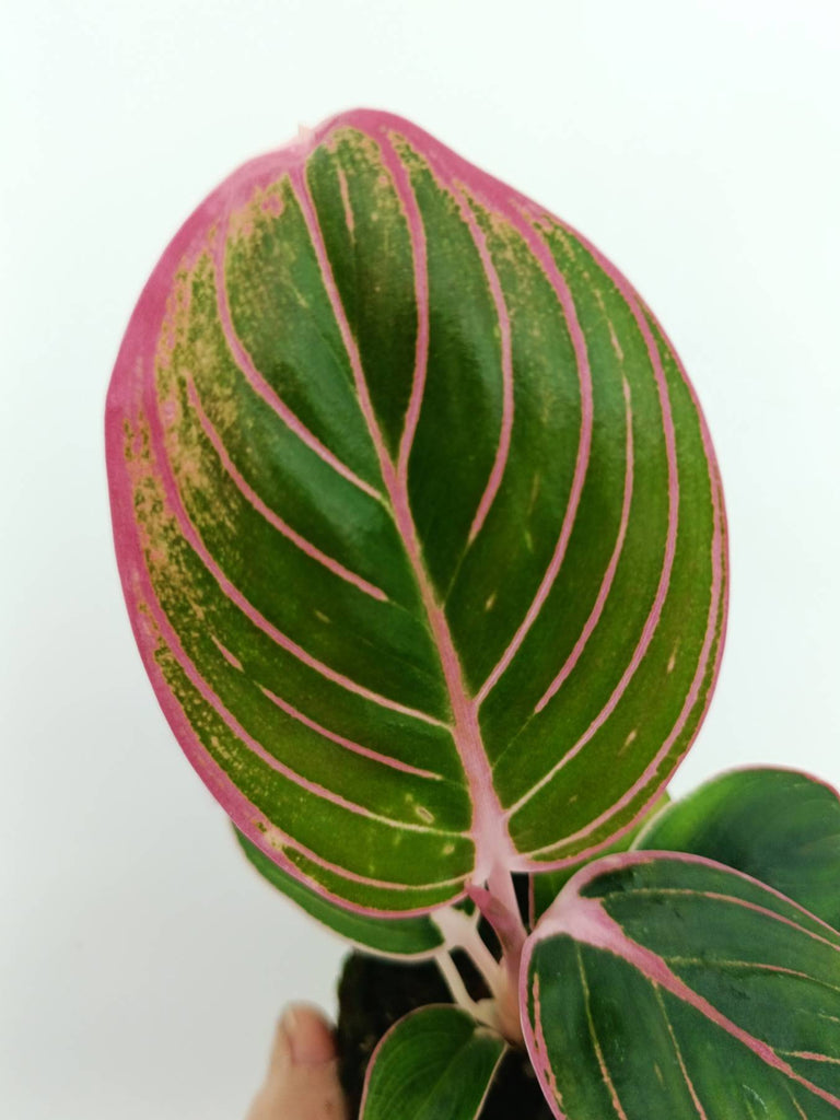 Aglaonema lotus delight