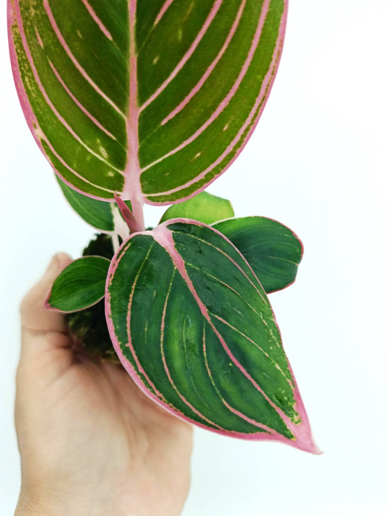 Aglaonema lotus delight