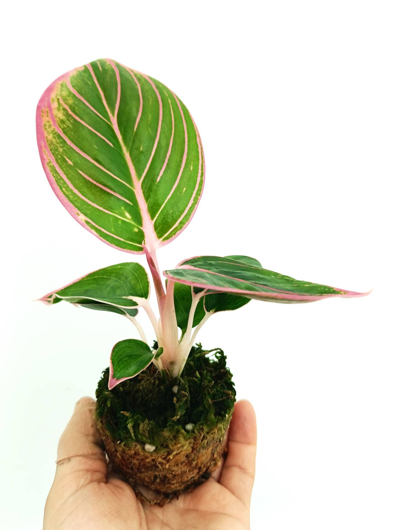 aglaonema deli Aglaonema lotus delight