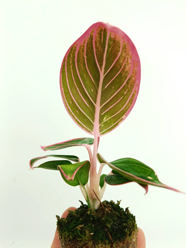 Aglaonema lotus delight