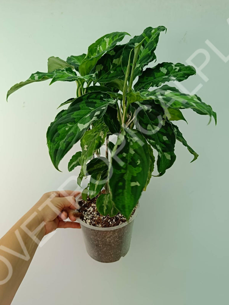 Aglaonema pictum tricolor 