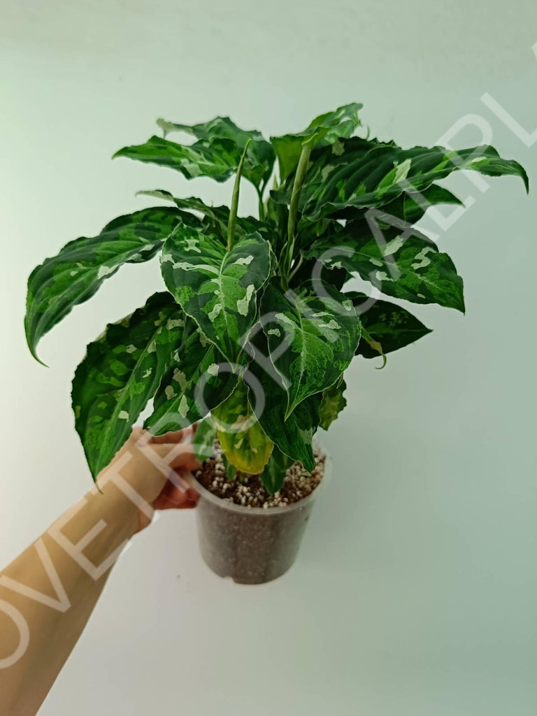 Aglaonema pictum tricolor 