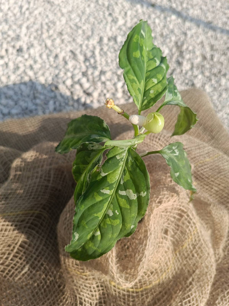 Aglaonema pictum tricolor