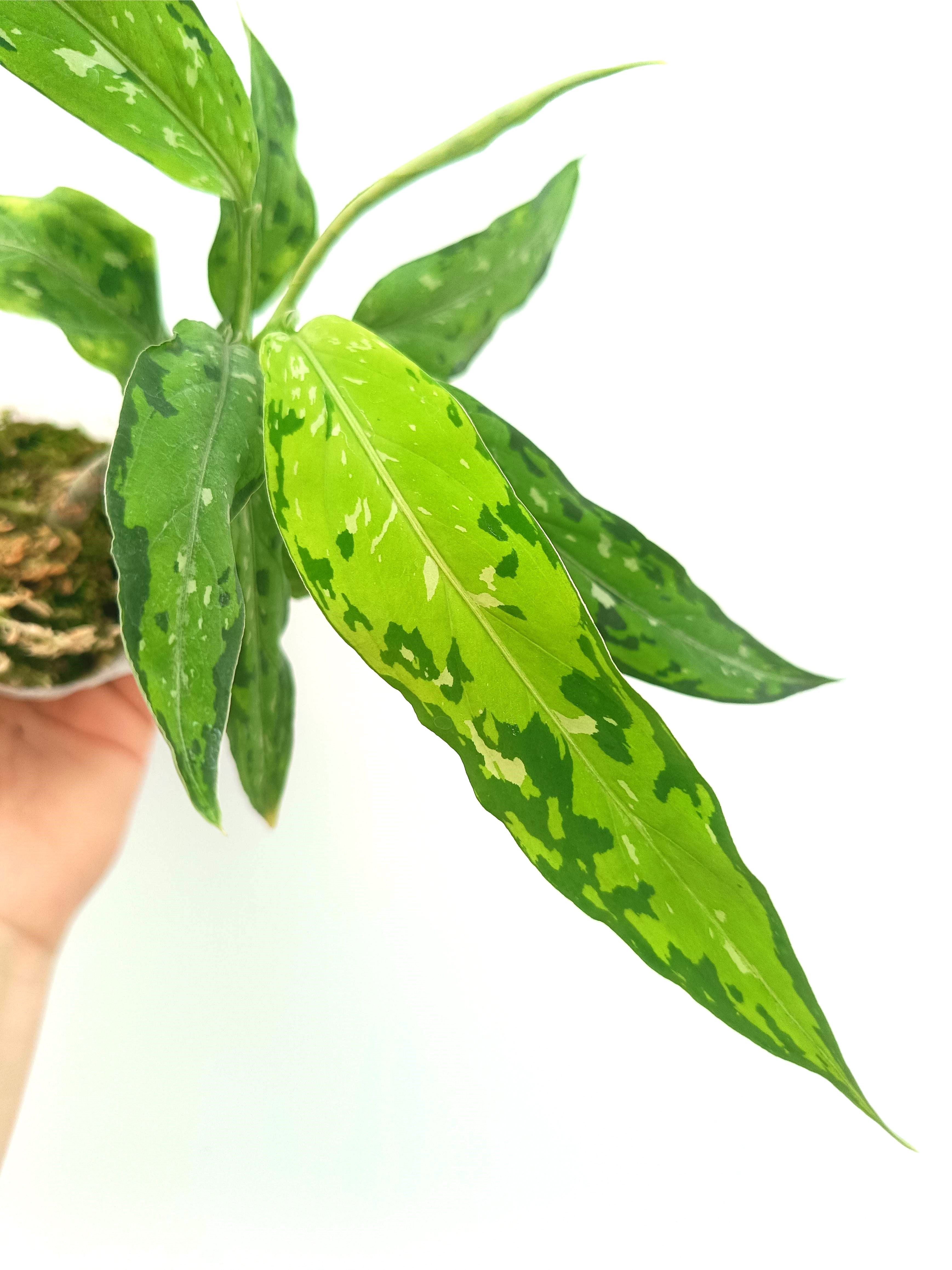 aglaonema white star Aglaonema pictum tricolor Star & Spot