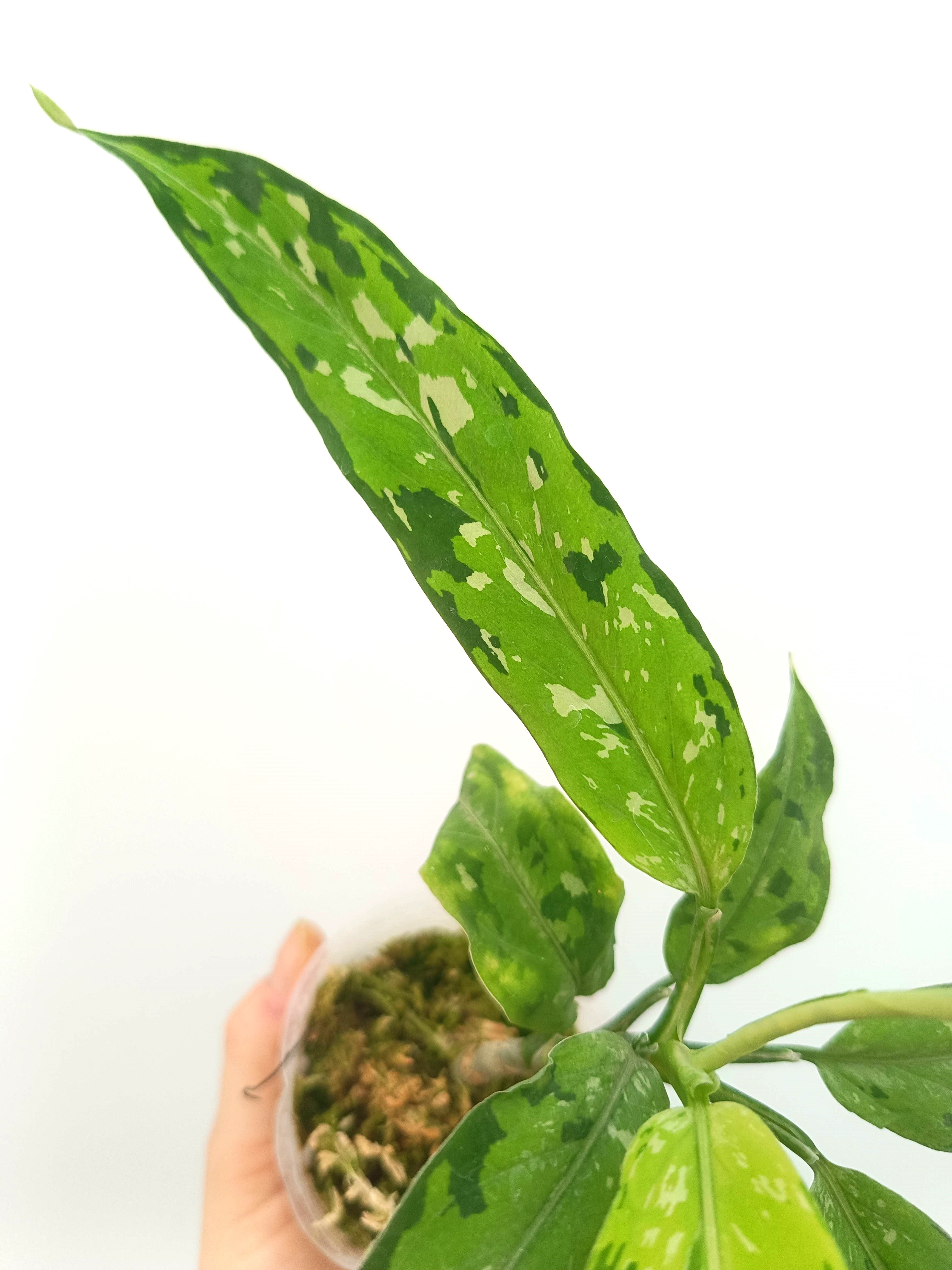 aglaonema leaf spot Aglaonema pictum tricolor Star & Spot