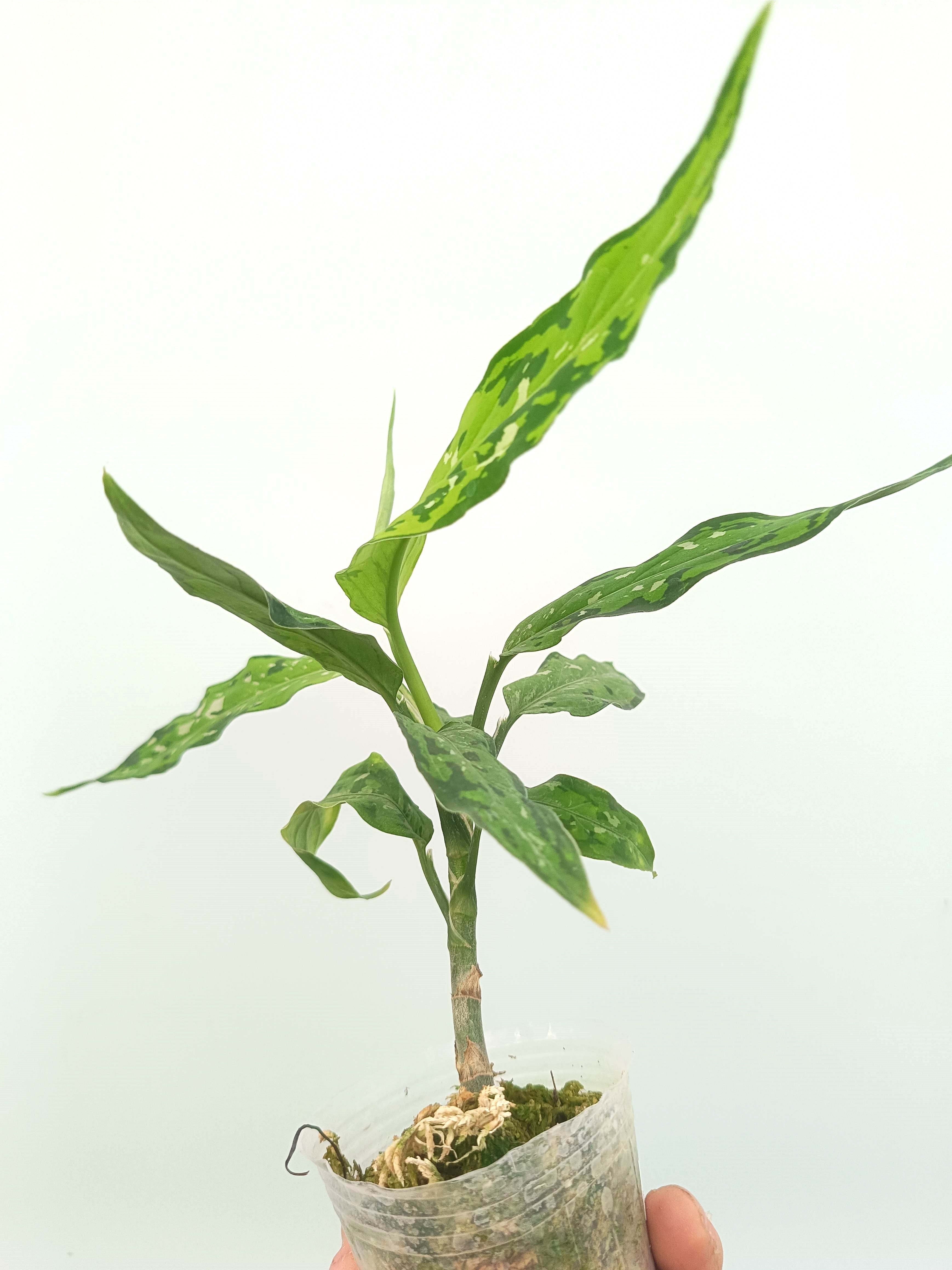 aglaonema star Aglaonema pictum tricolor Star & Spot
