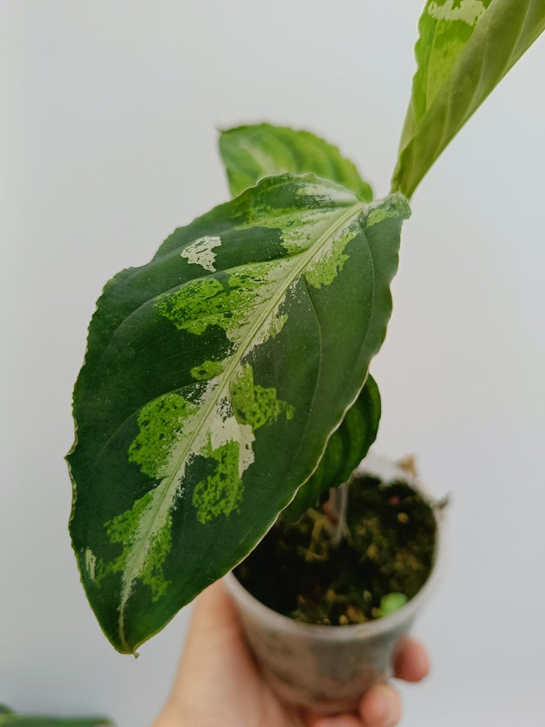 Aglaonema pictum tricolor