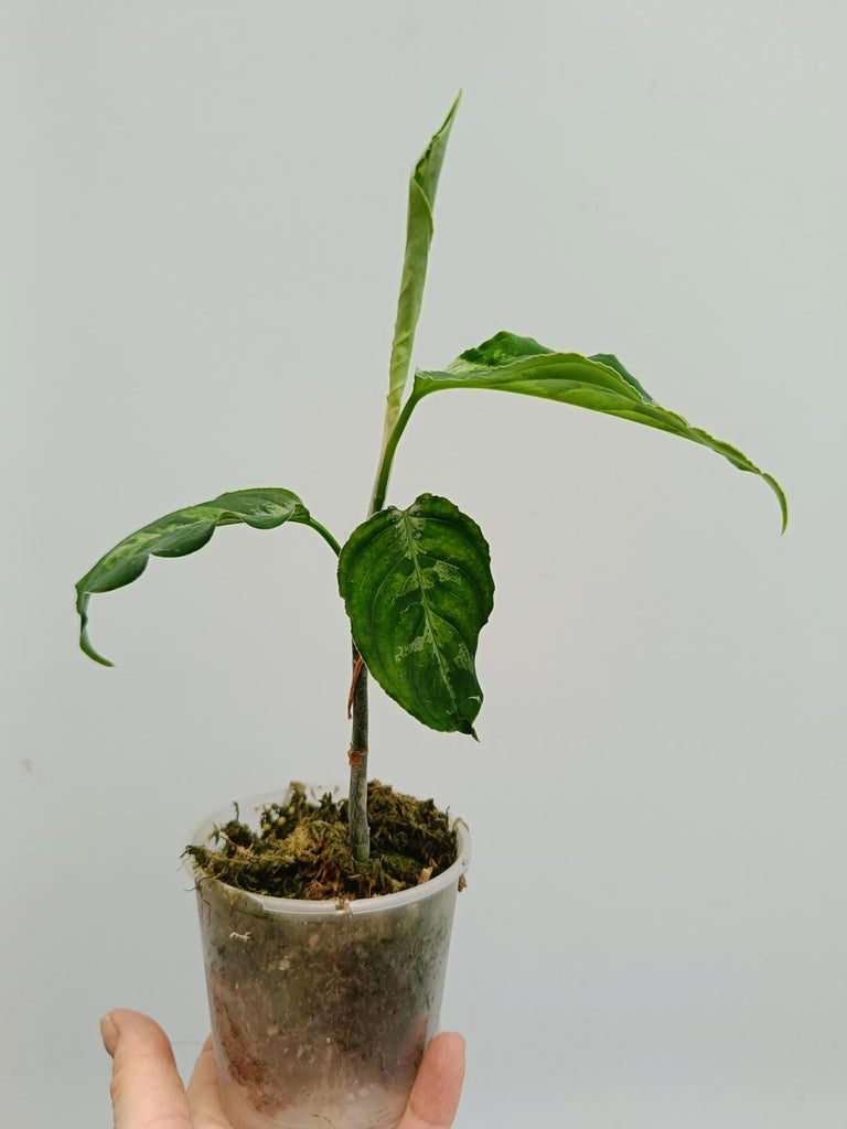 Aglaonema pictum tricolor