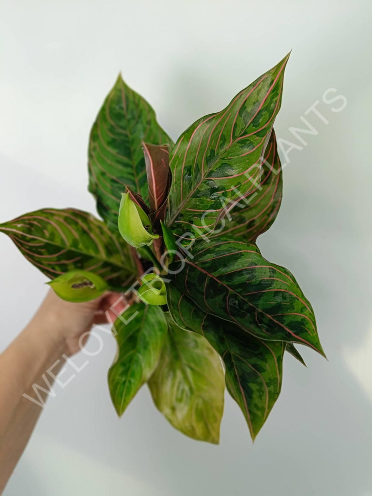 Aglaonema red army