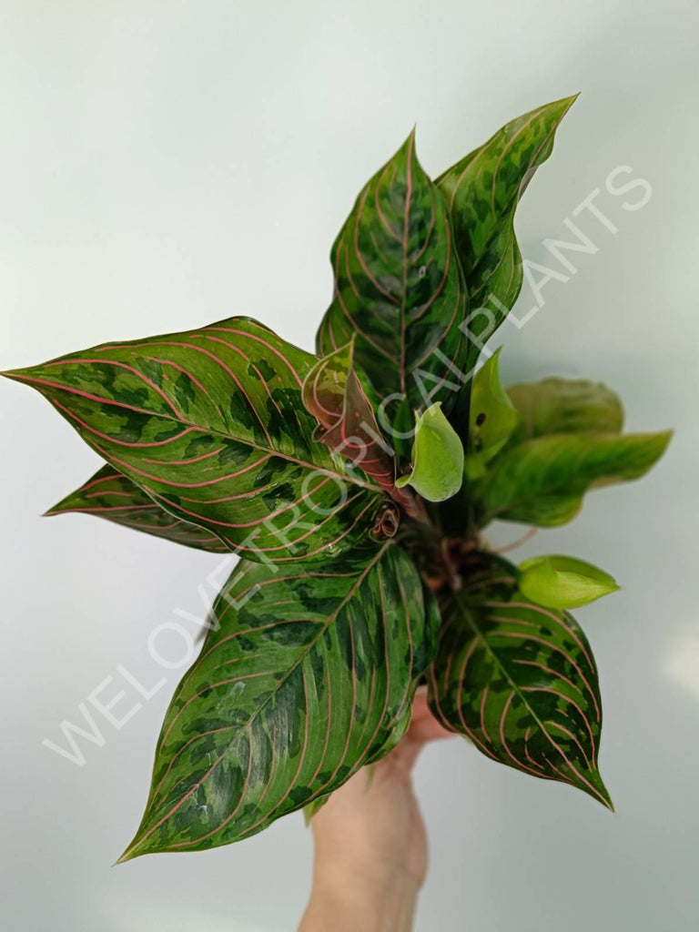 Aglaonema red army