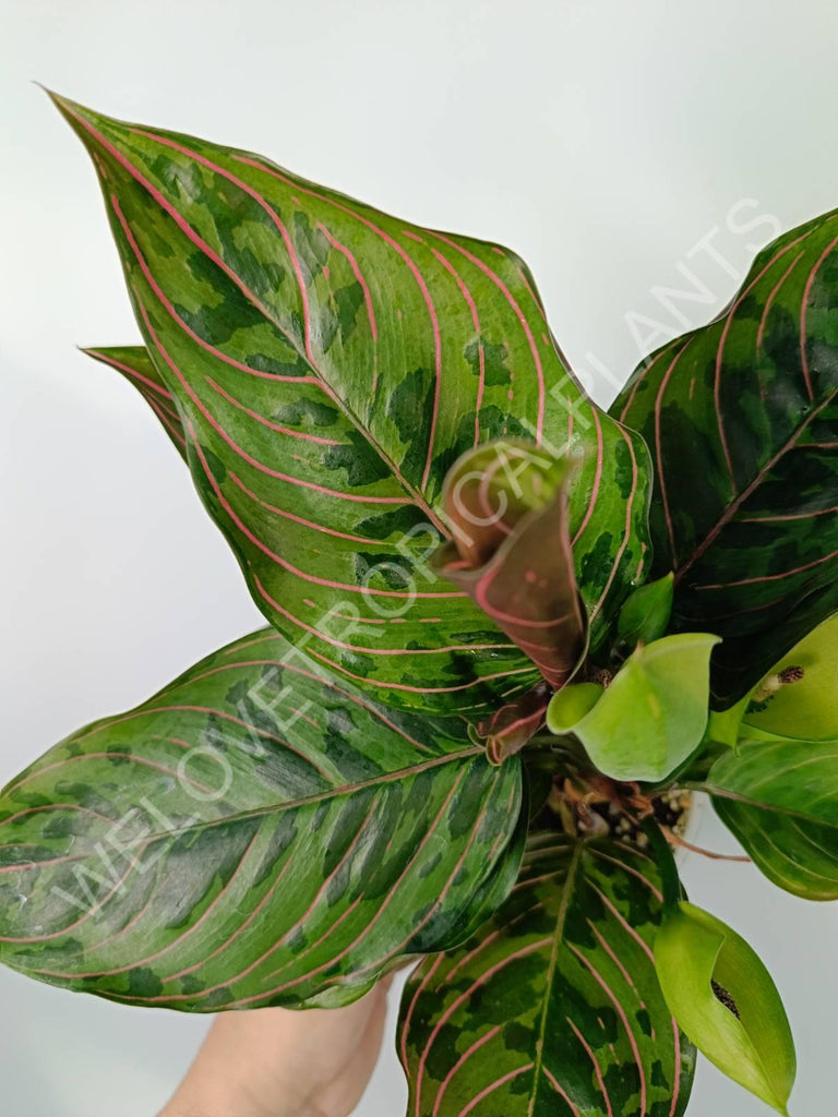 Aglaonema red army