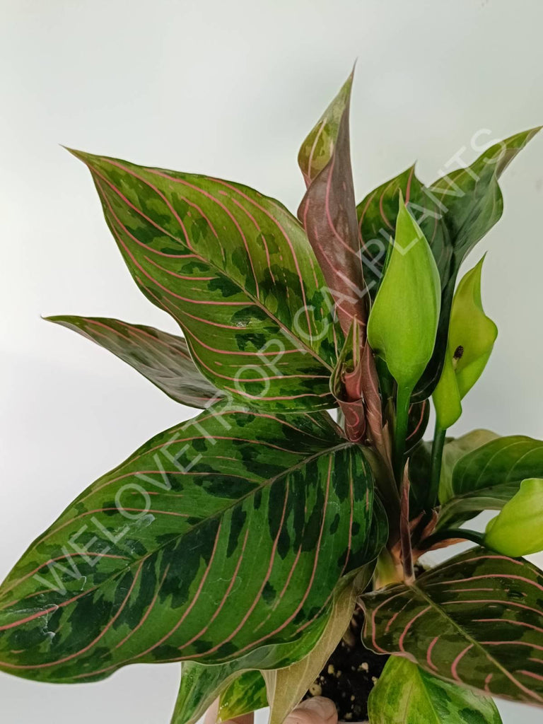 Aglaonema red army