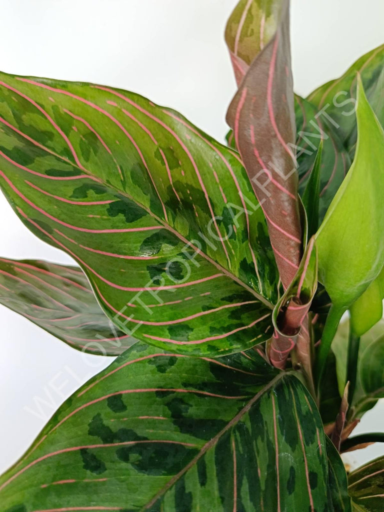 Aglaonema red army