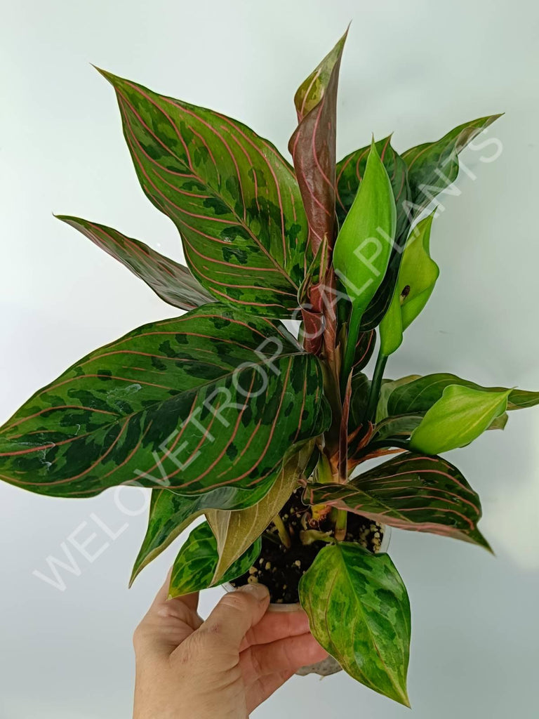 Aglaonema red army